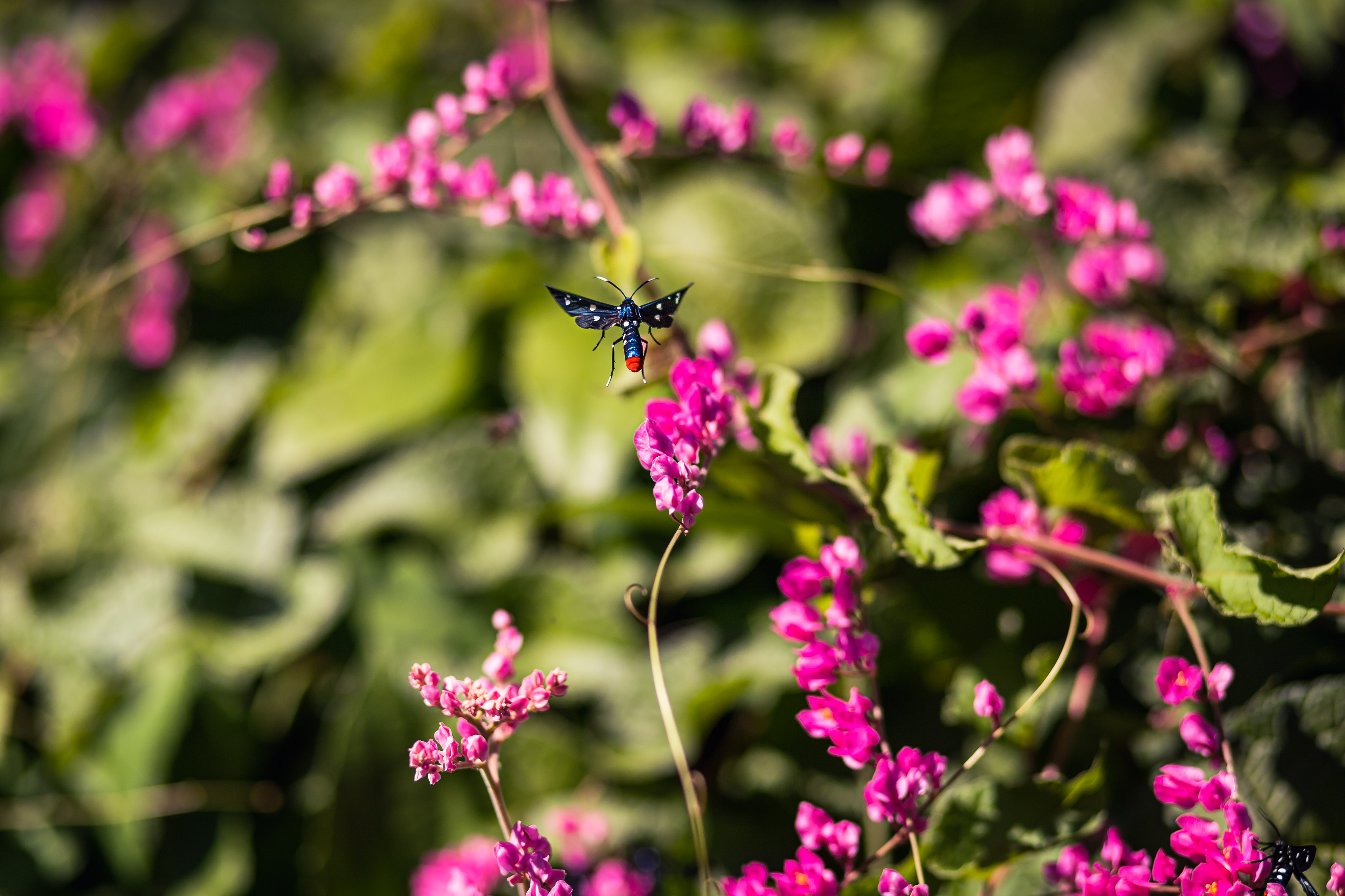 Washington Oaks State Park - Palm Coast, FL