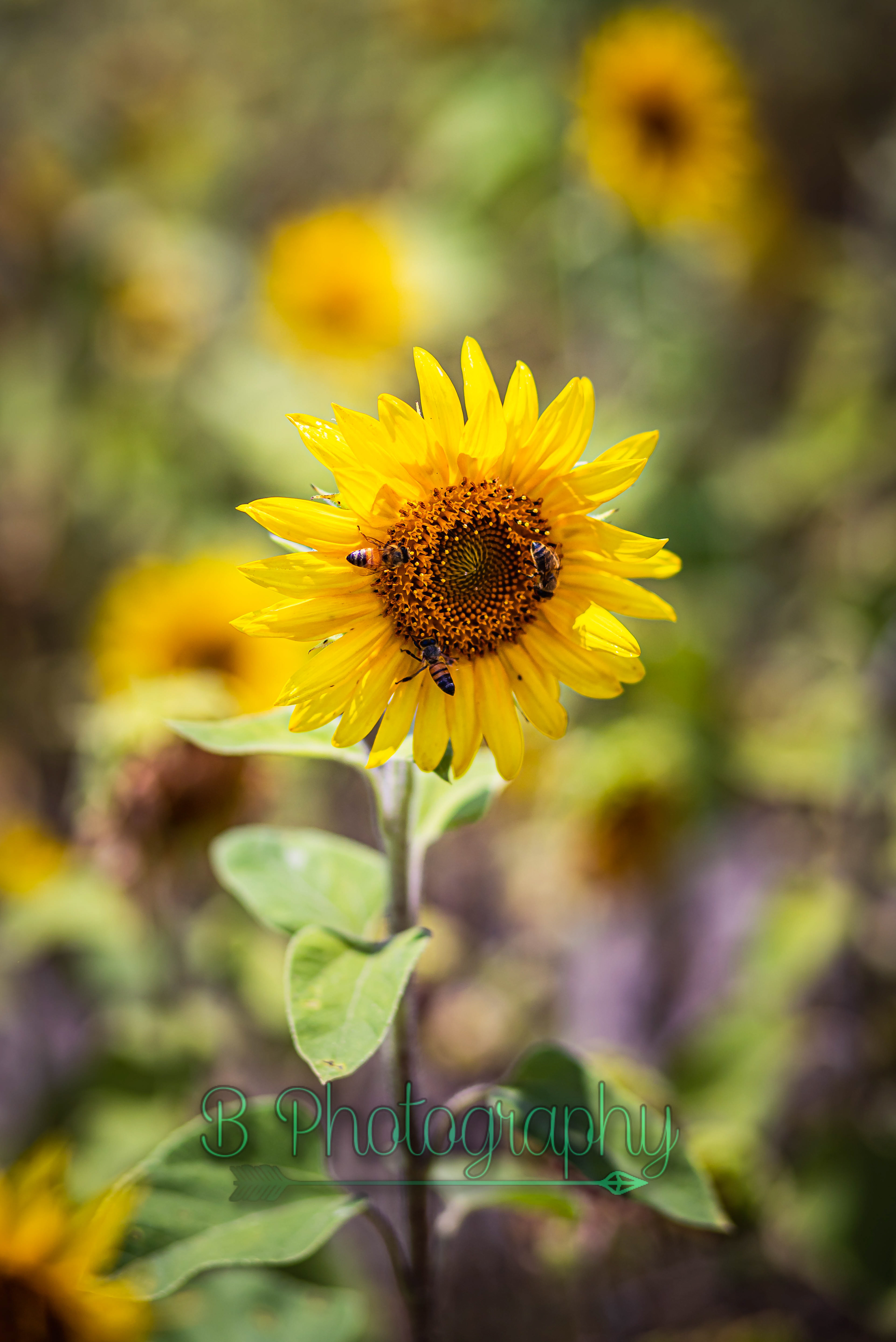 Sunflower Field in Mims, FL