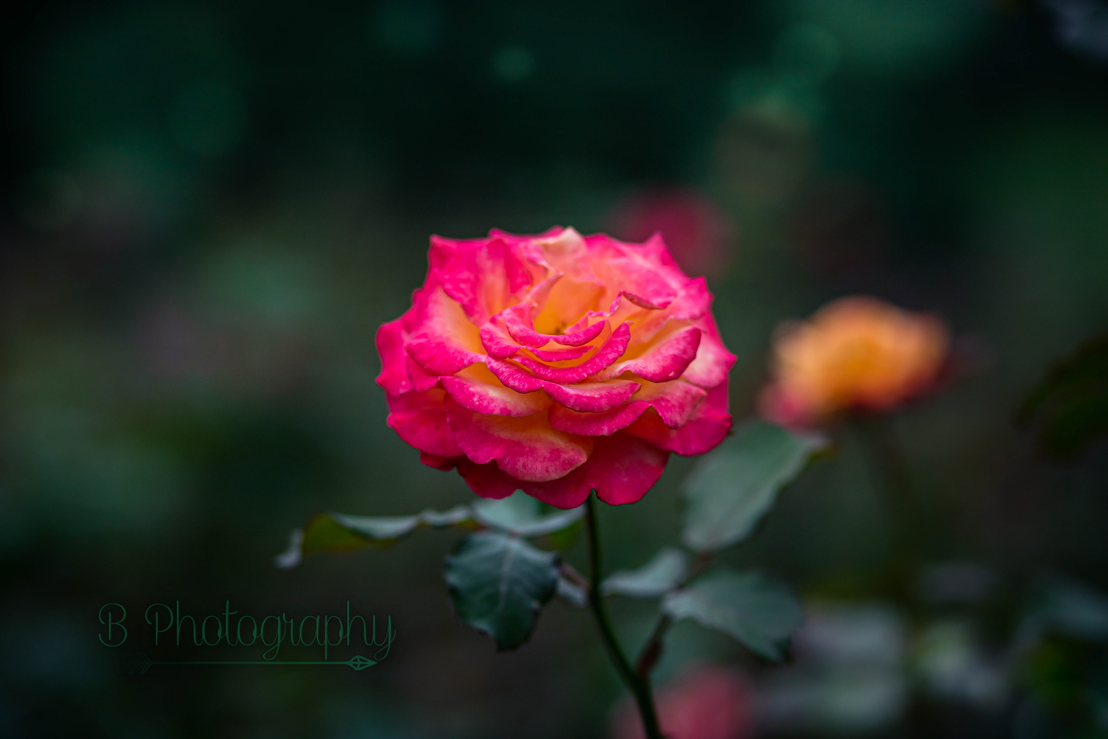Washington Oaks State Park - Palm Coast, FL