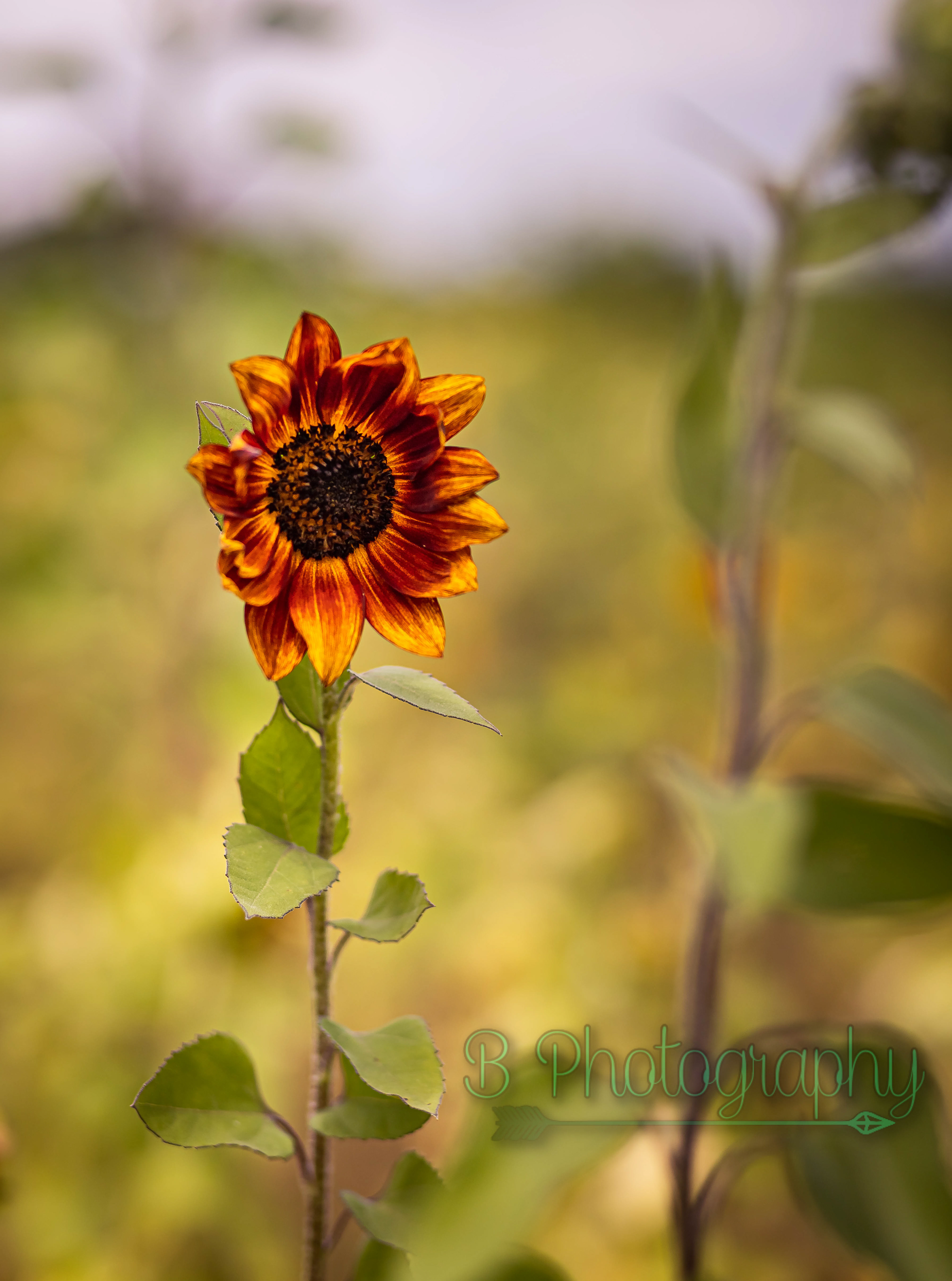 Sunflower Field in Mims, FL