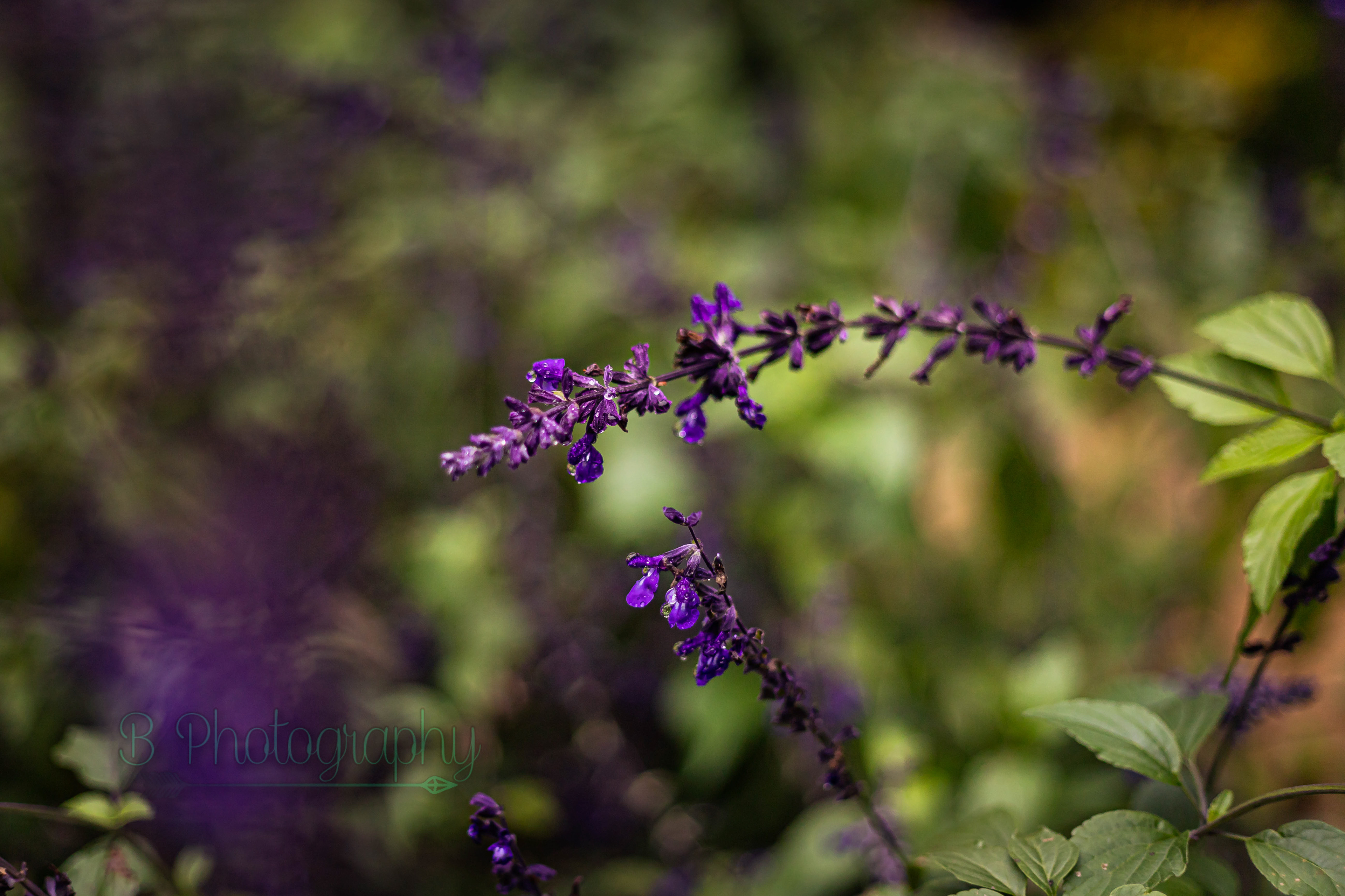Washington Oaks State Park - Palm Coast, FL