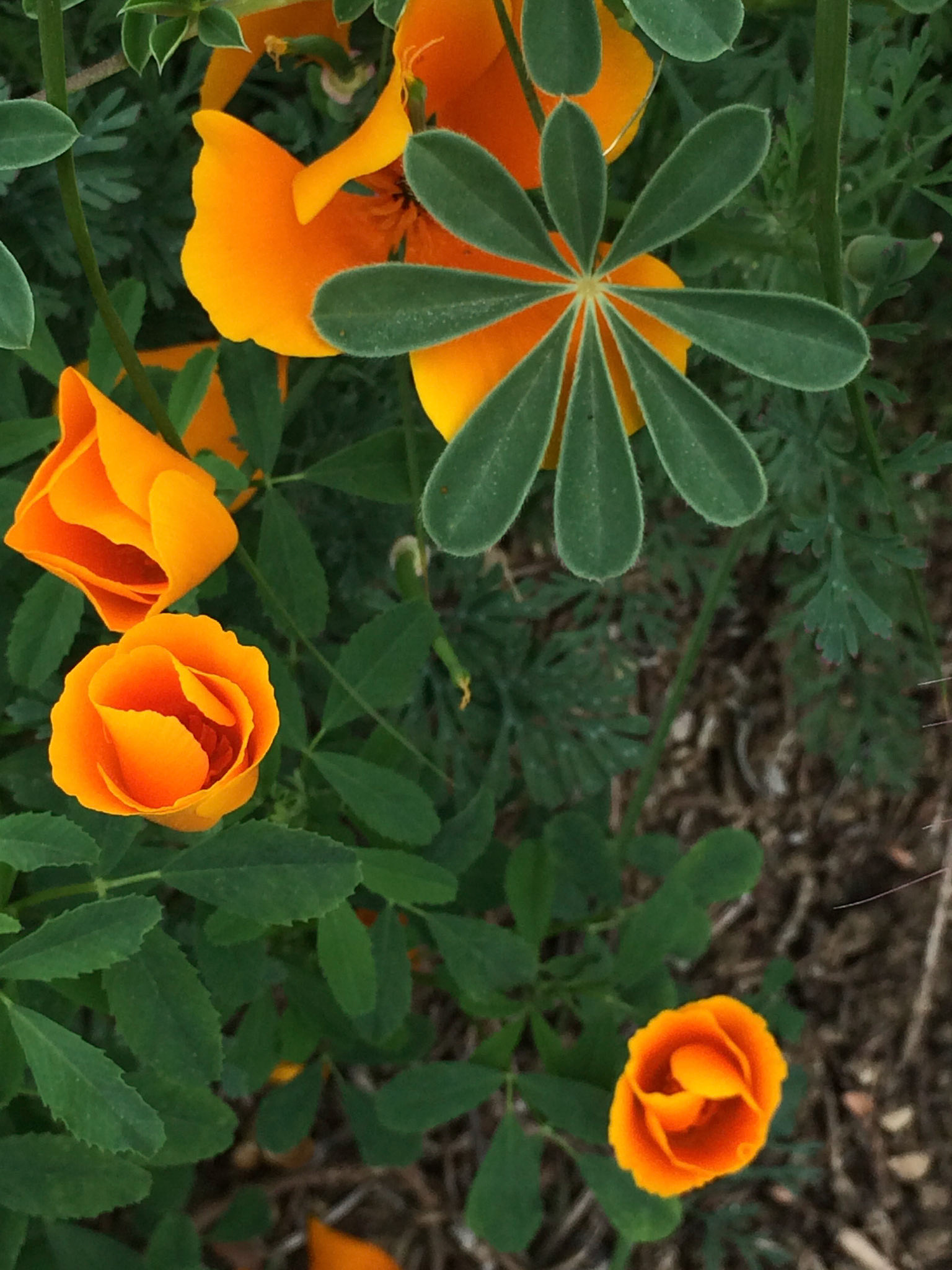 bg 11