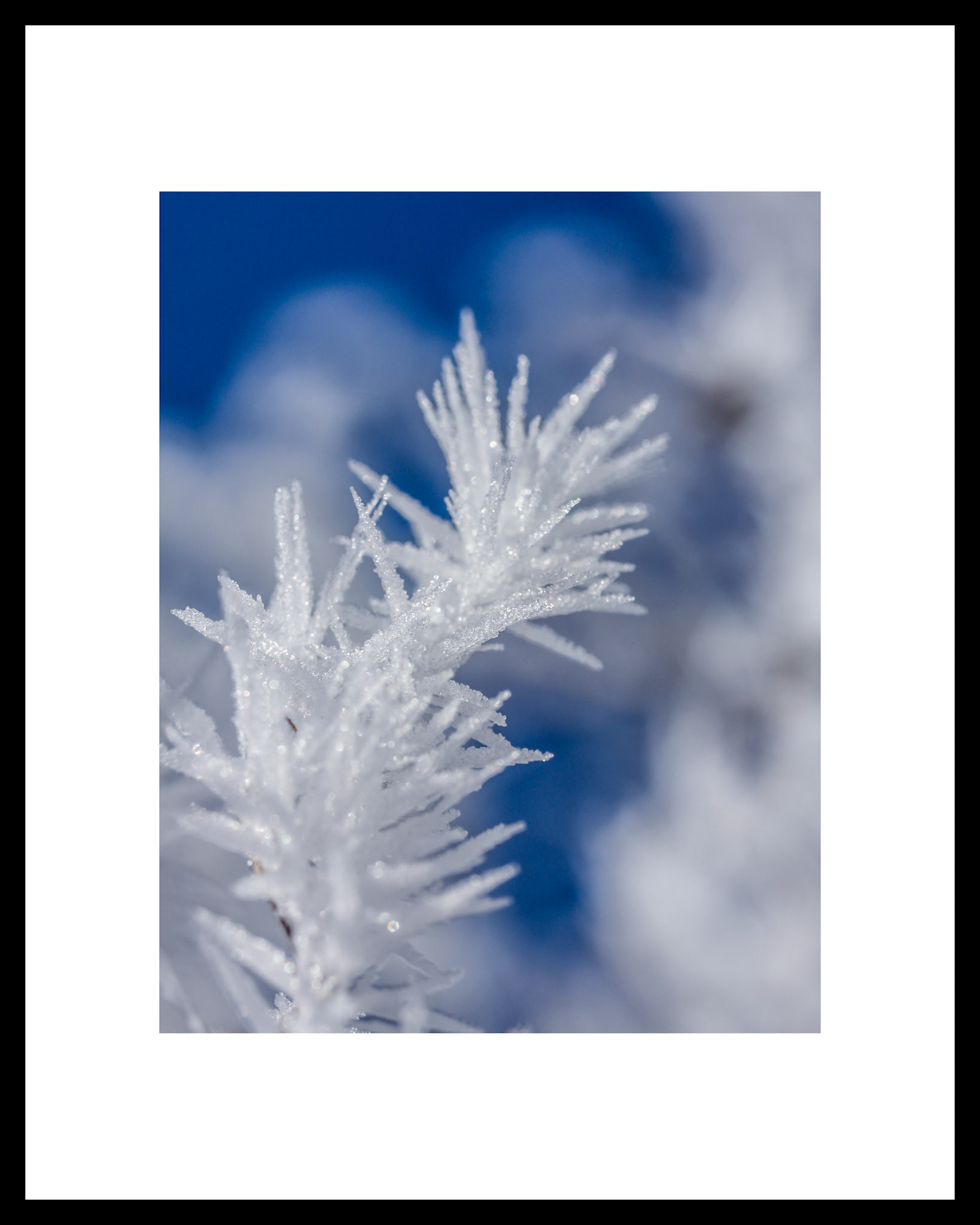 Frosty - 16x20 Framed