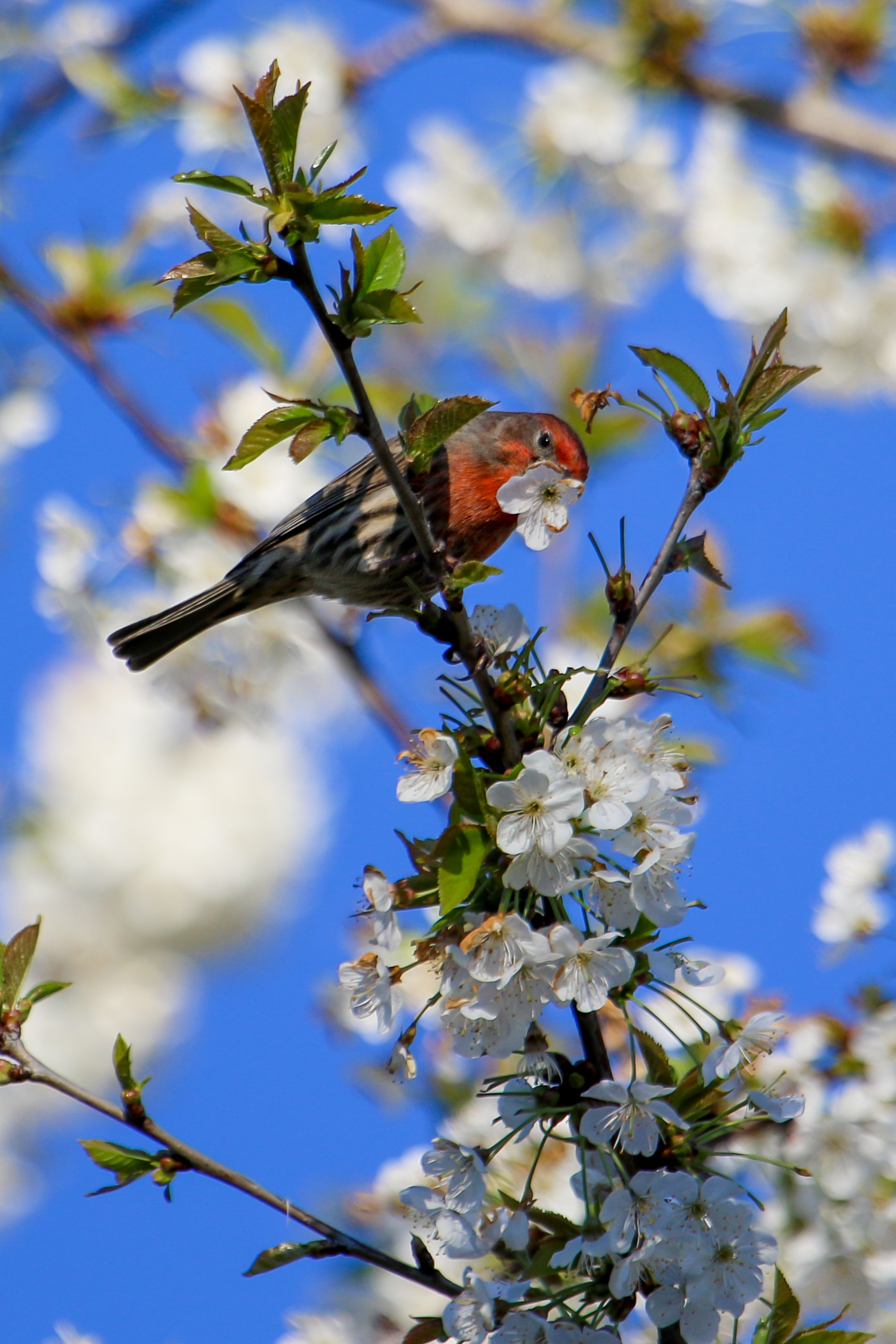 Portland, Ore. – House Finch