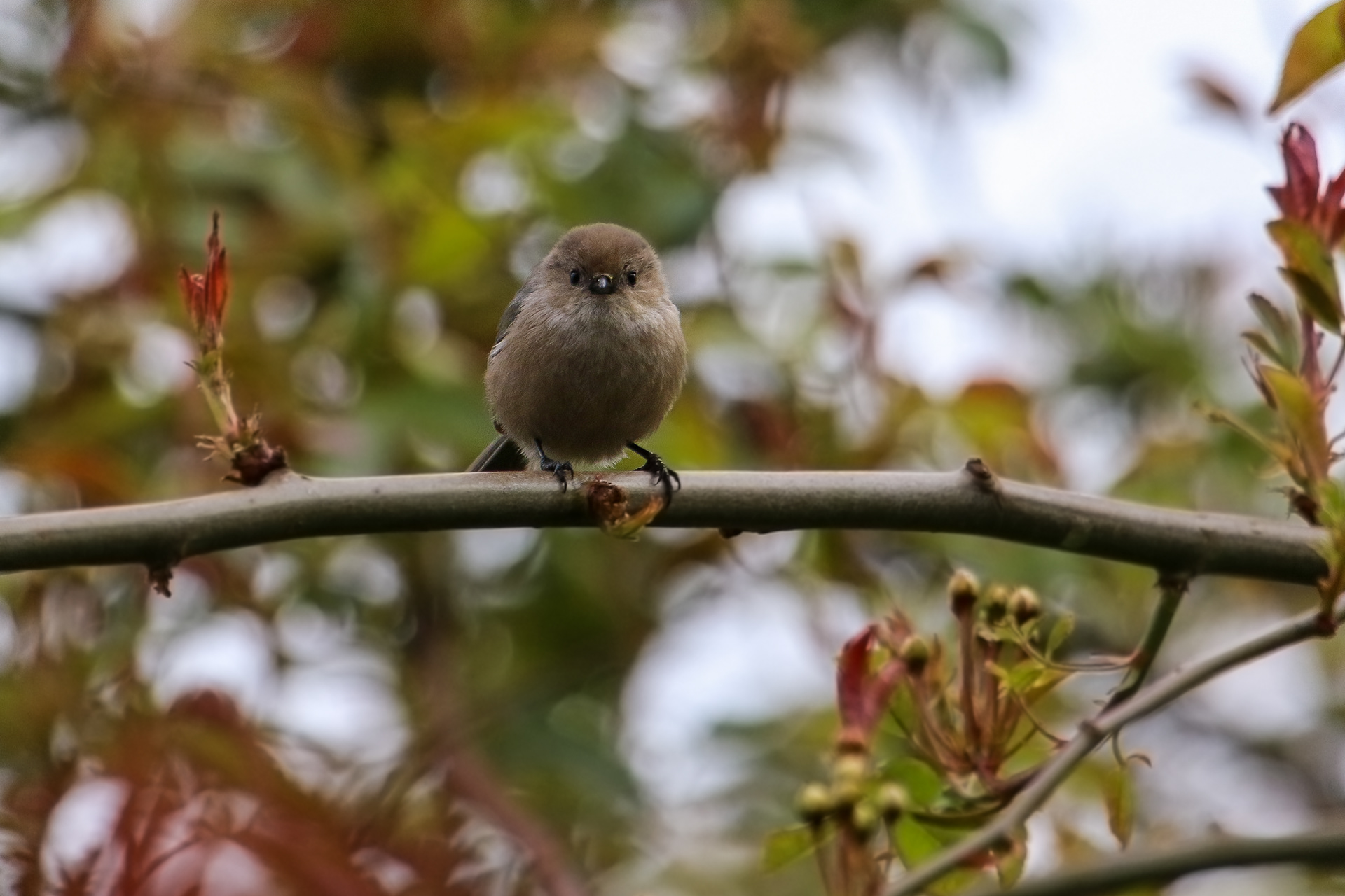 Portland, Ore. – Bushtit