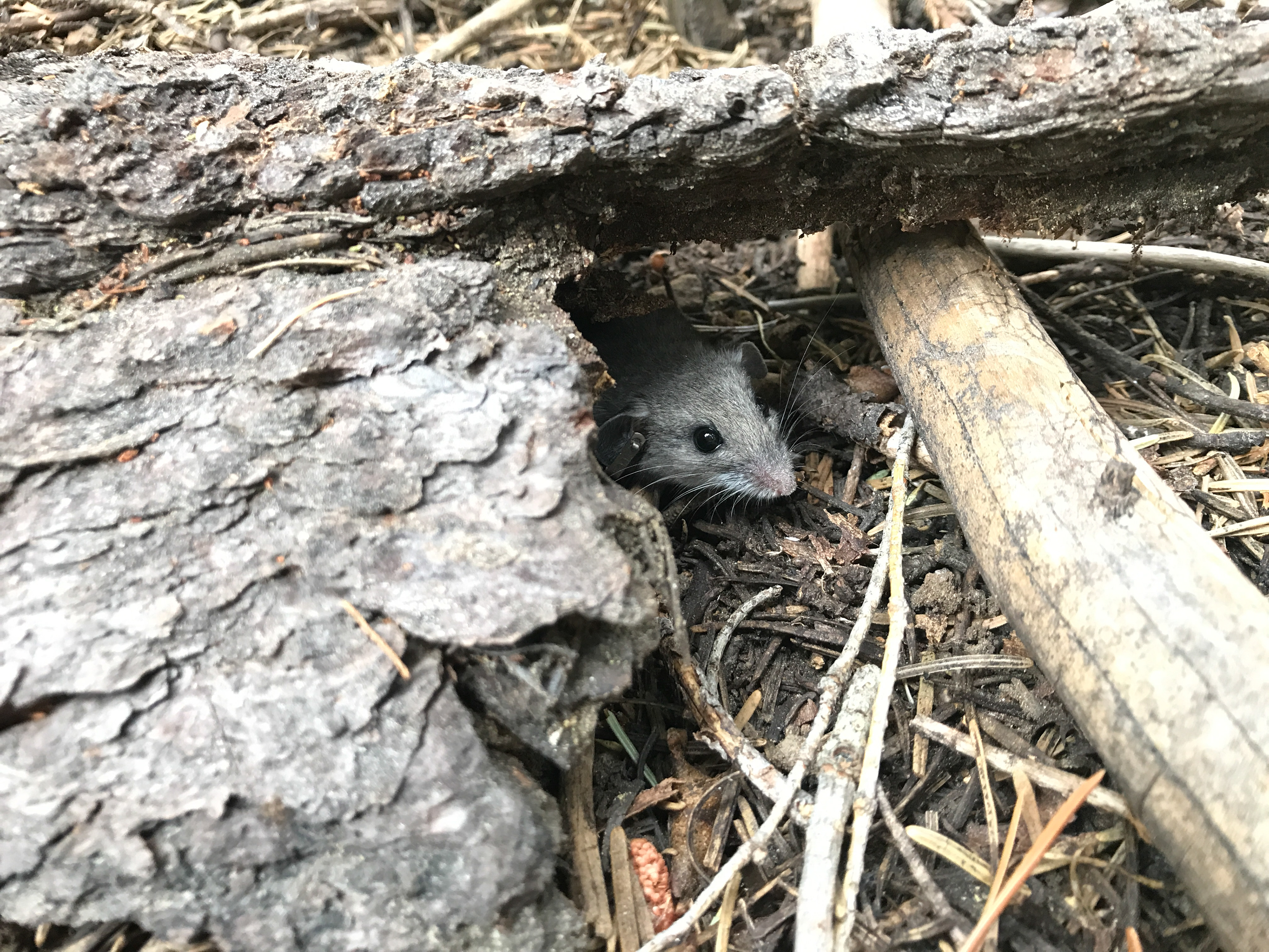 Deer Mouse (Peromyscus maniculatus) showing ear tags