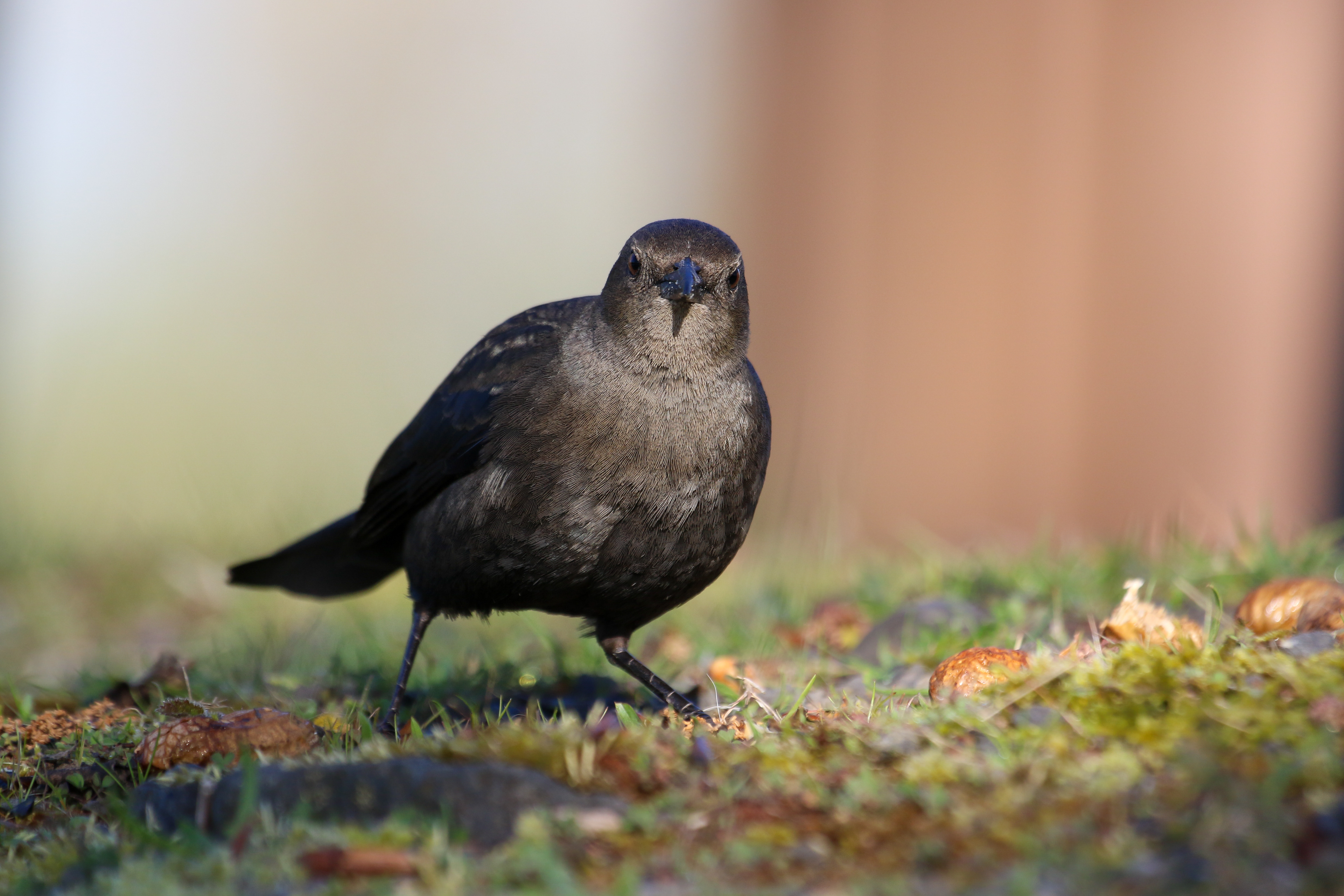 Portland, Ore. – Brewer’s Blackbird