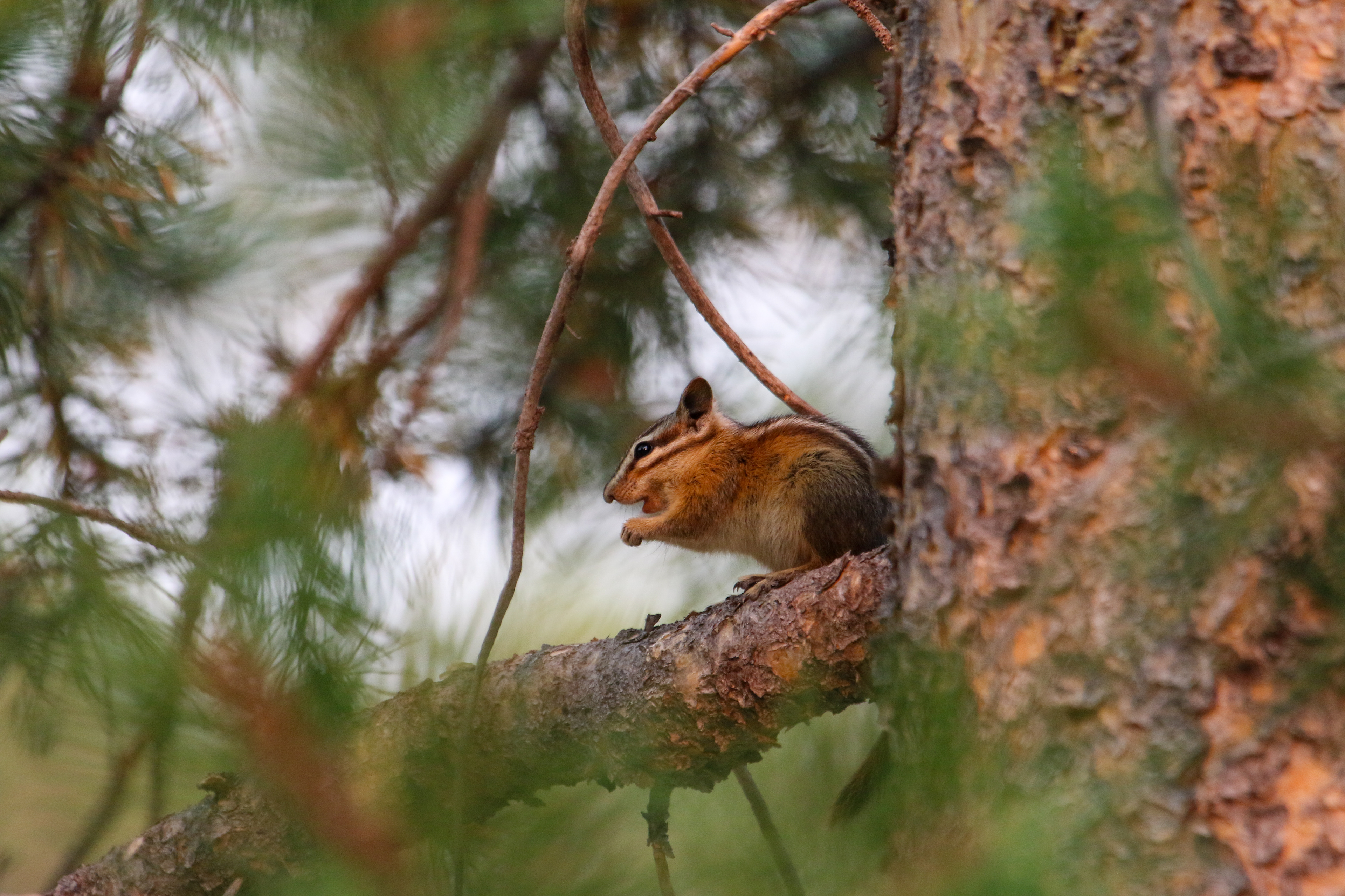 Chipmunk (Neotamias, sp.)