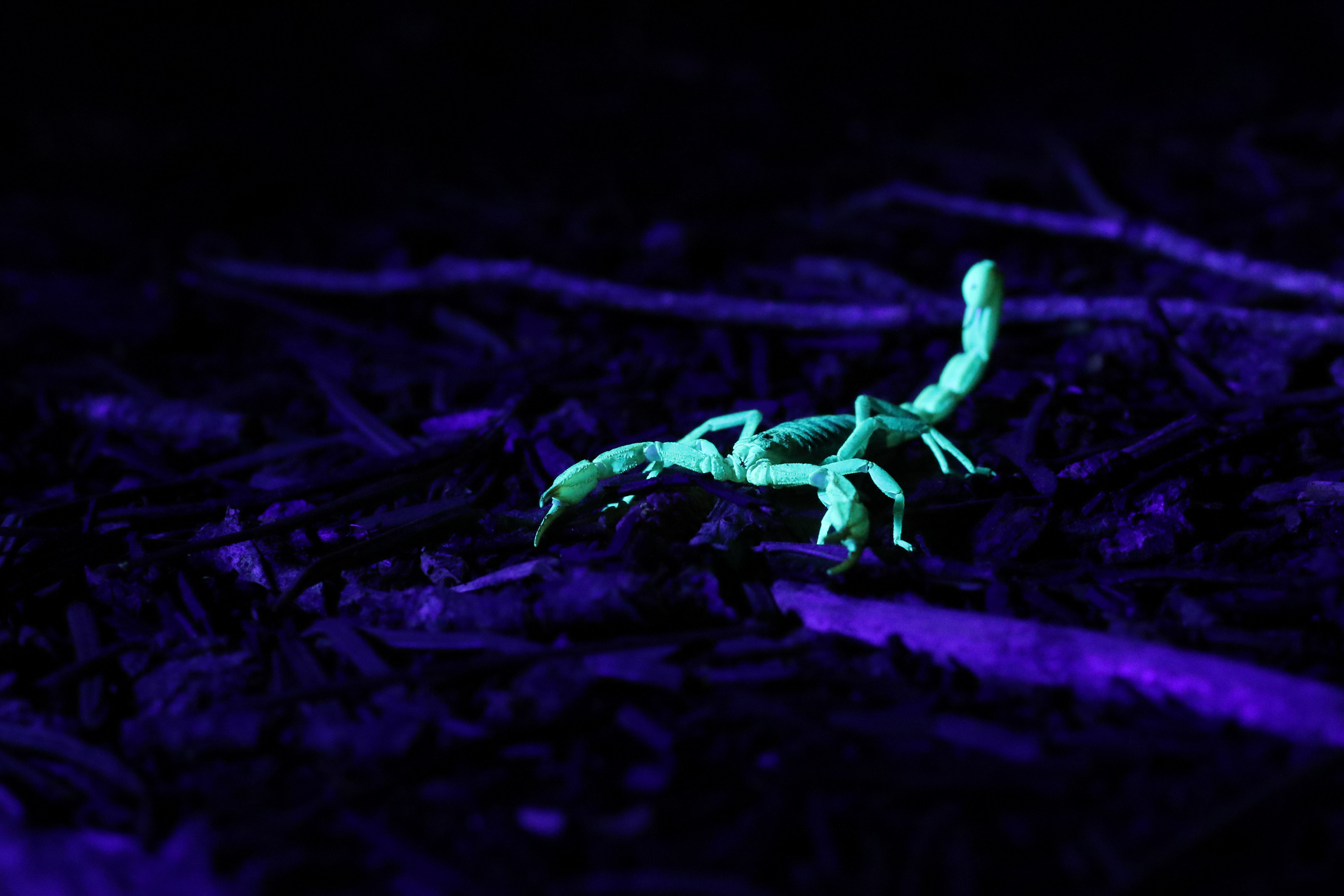 Sierra Nevada, Calif. – Northern Scorpion
