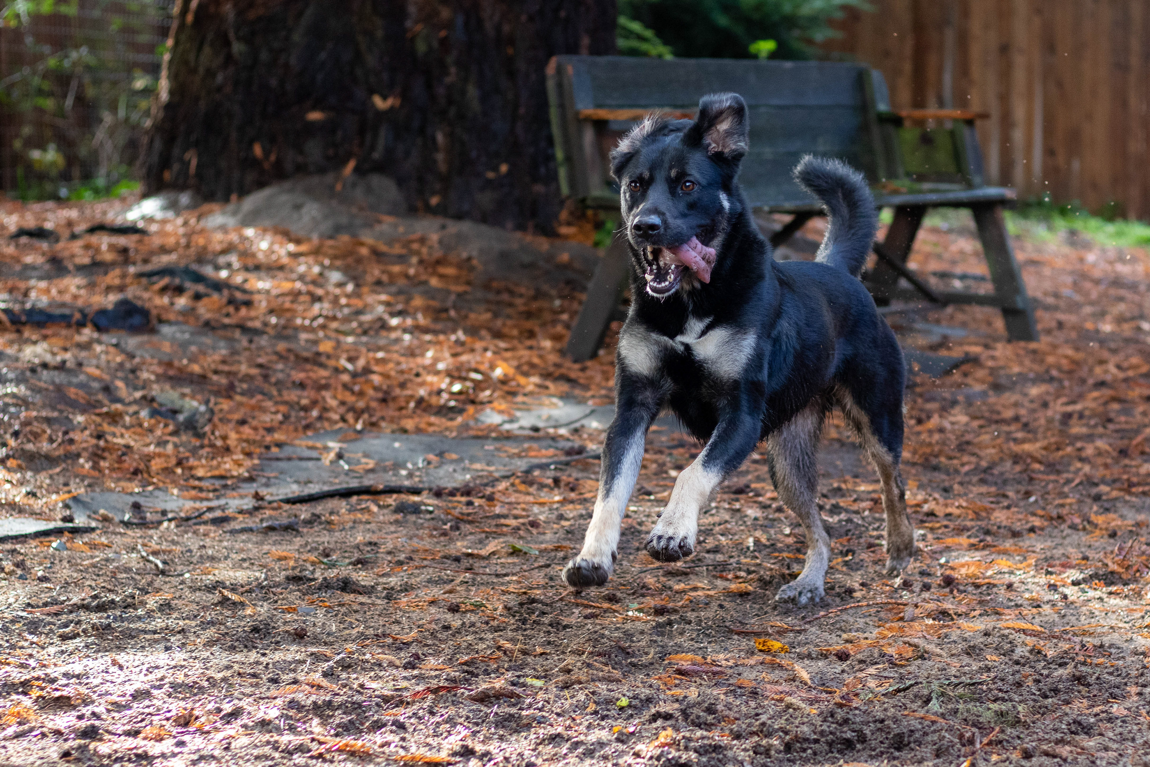 Lilly loving the large dog runs at the Halfway Home Ranch