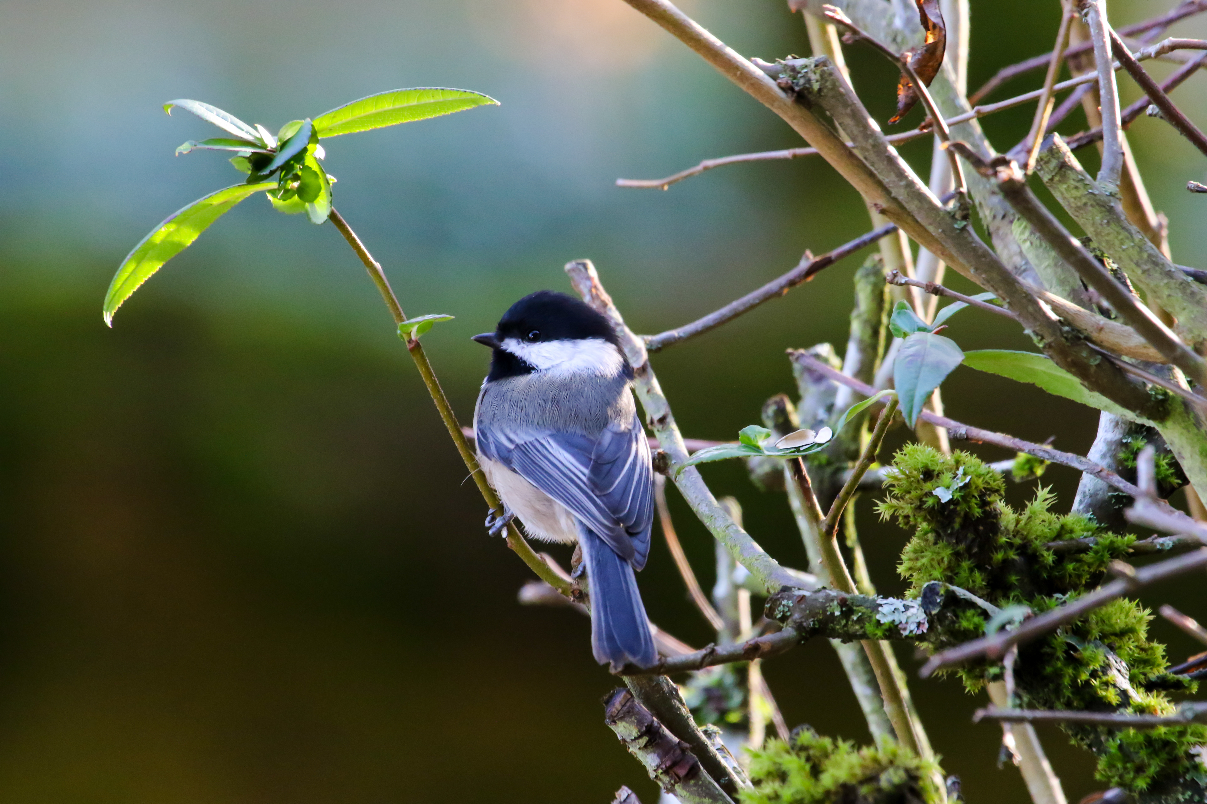 Portland, Ore. – Black-capped Chickadee