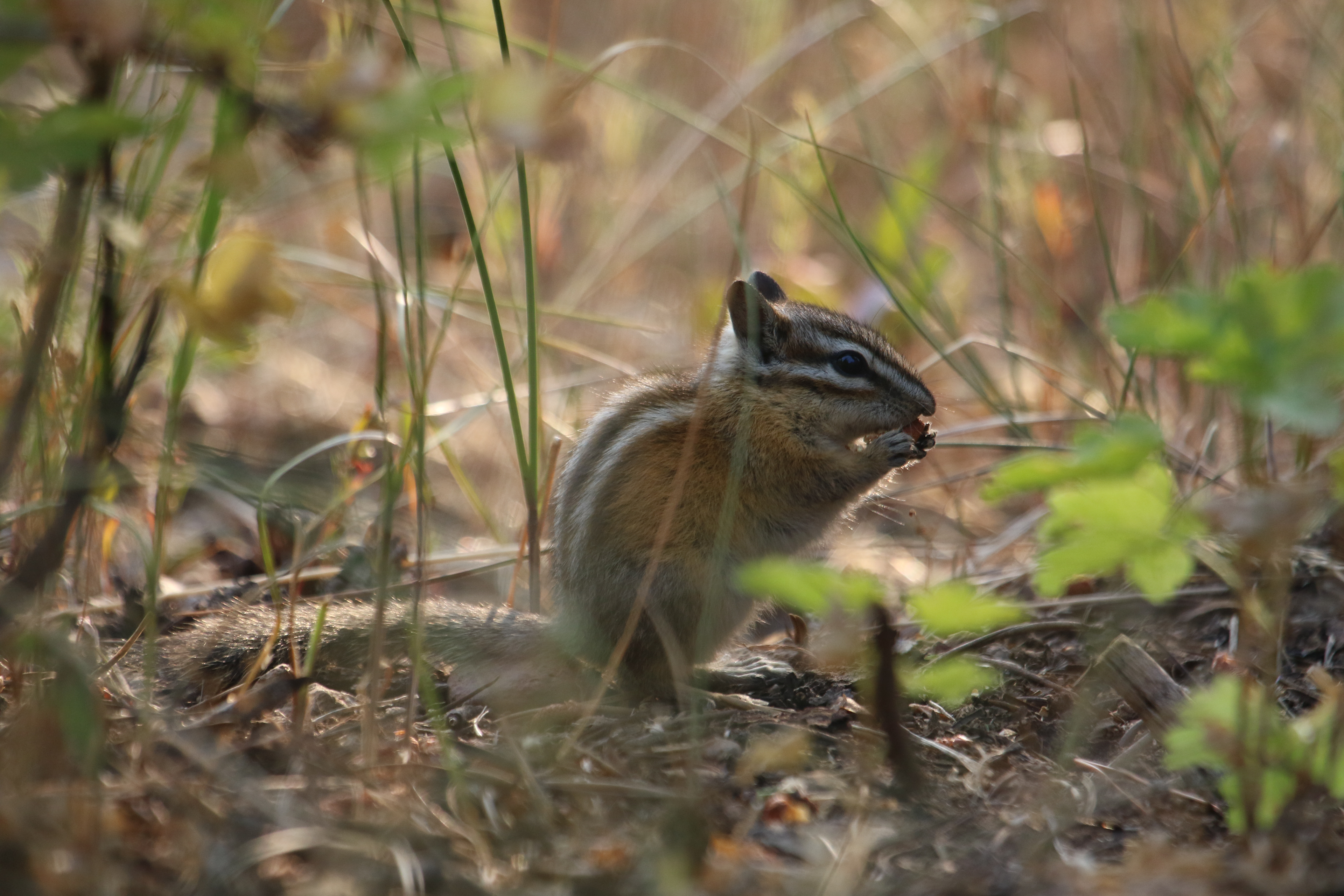 Chipmunk (Neotamias, sp.)