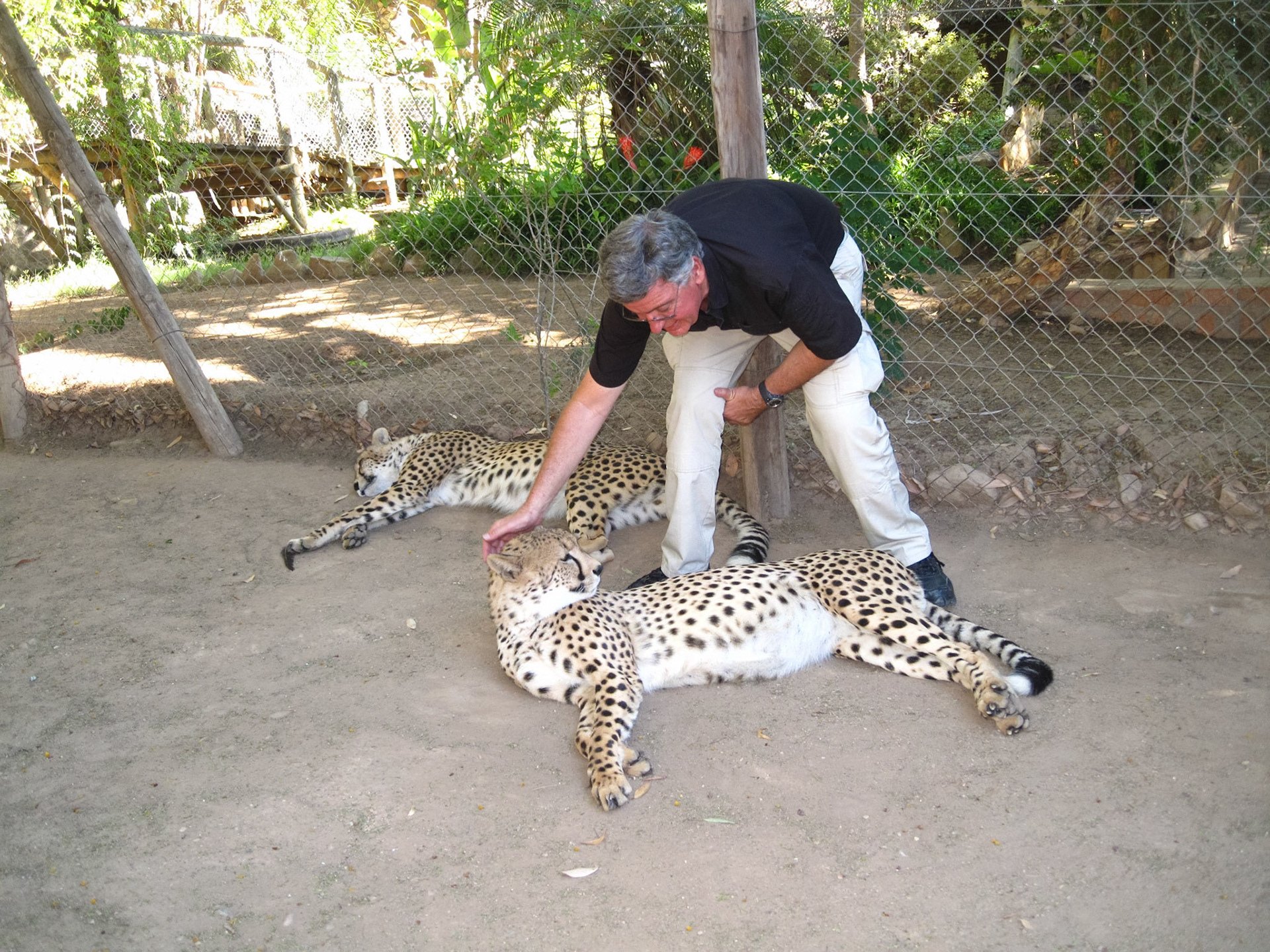 Petting a cheetah in Oudtshoorn, RSA