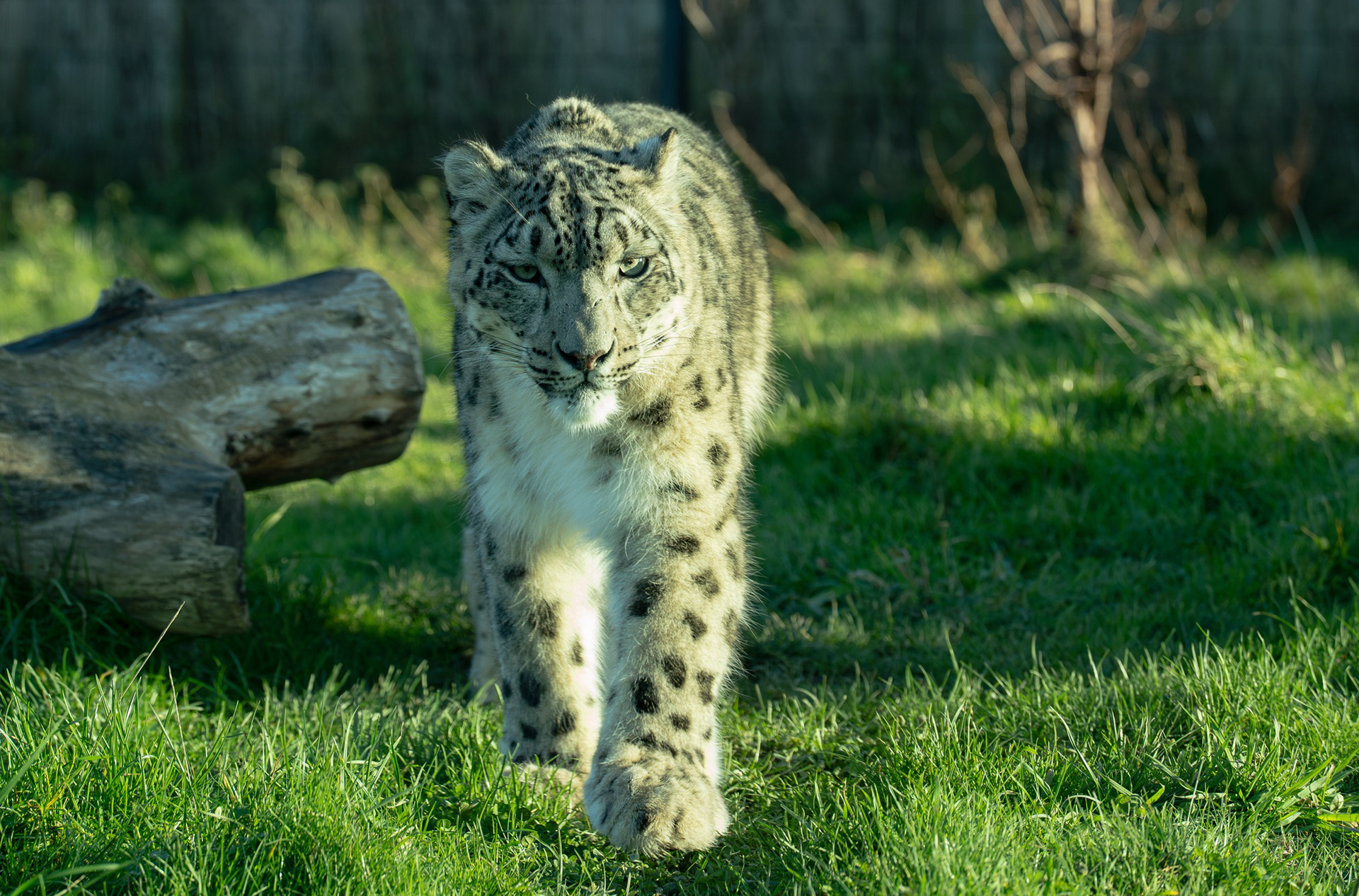 A snow leopard walking through grass in dappled sunlight.