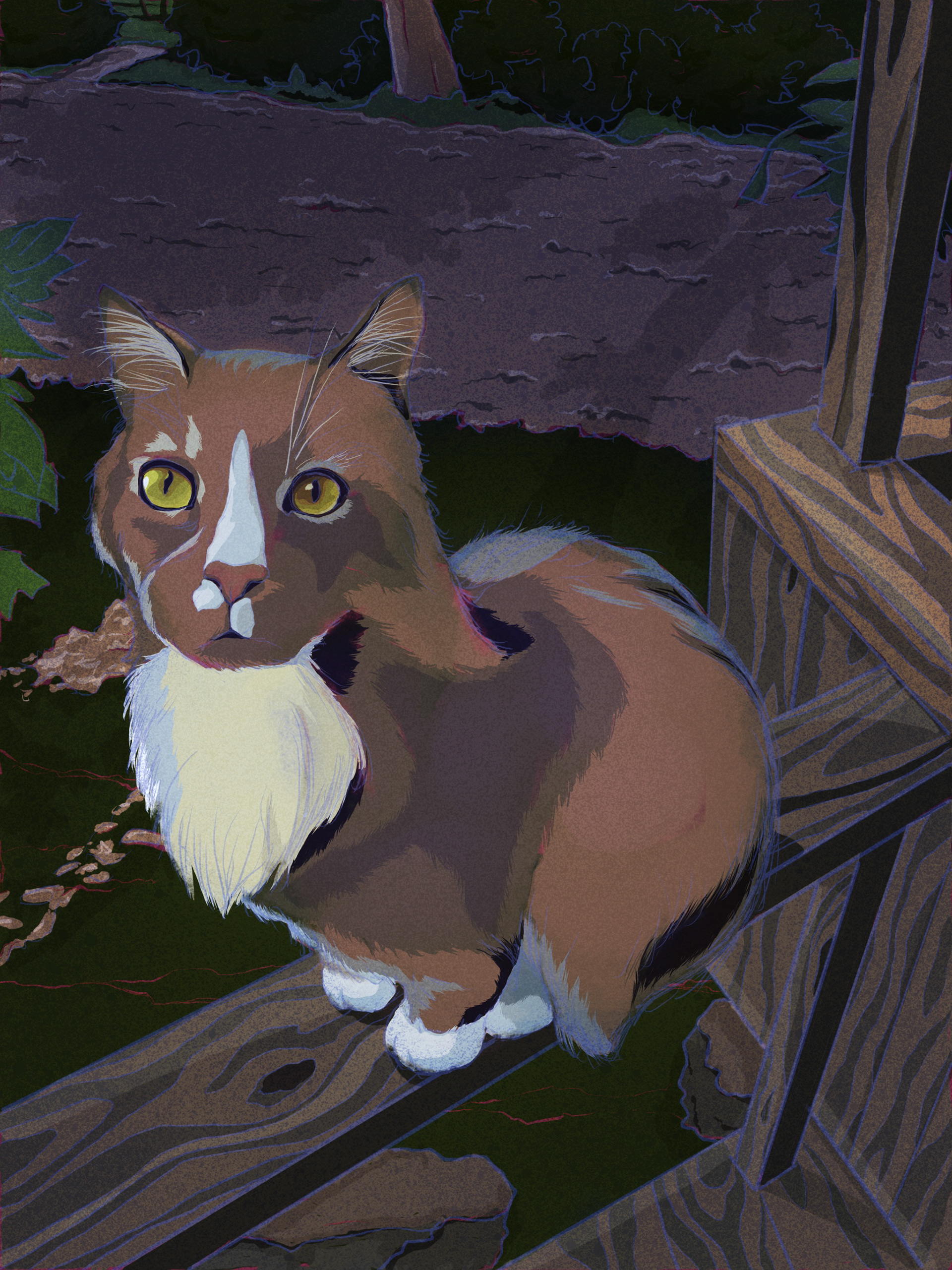 Pet