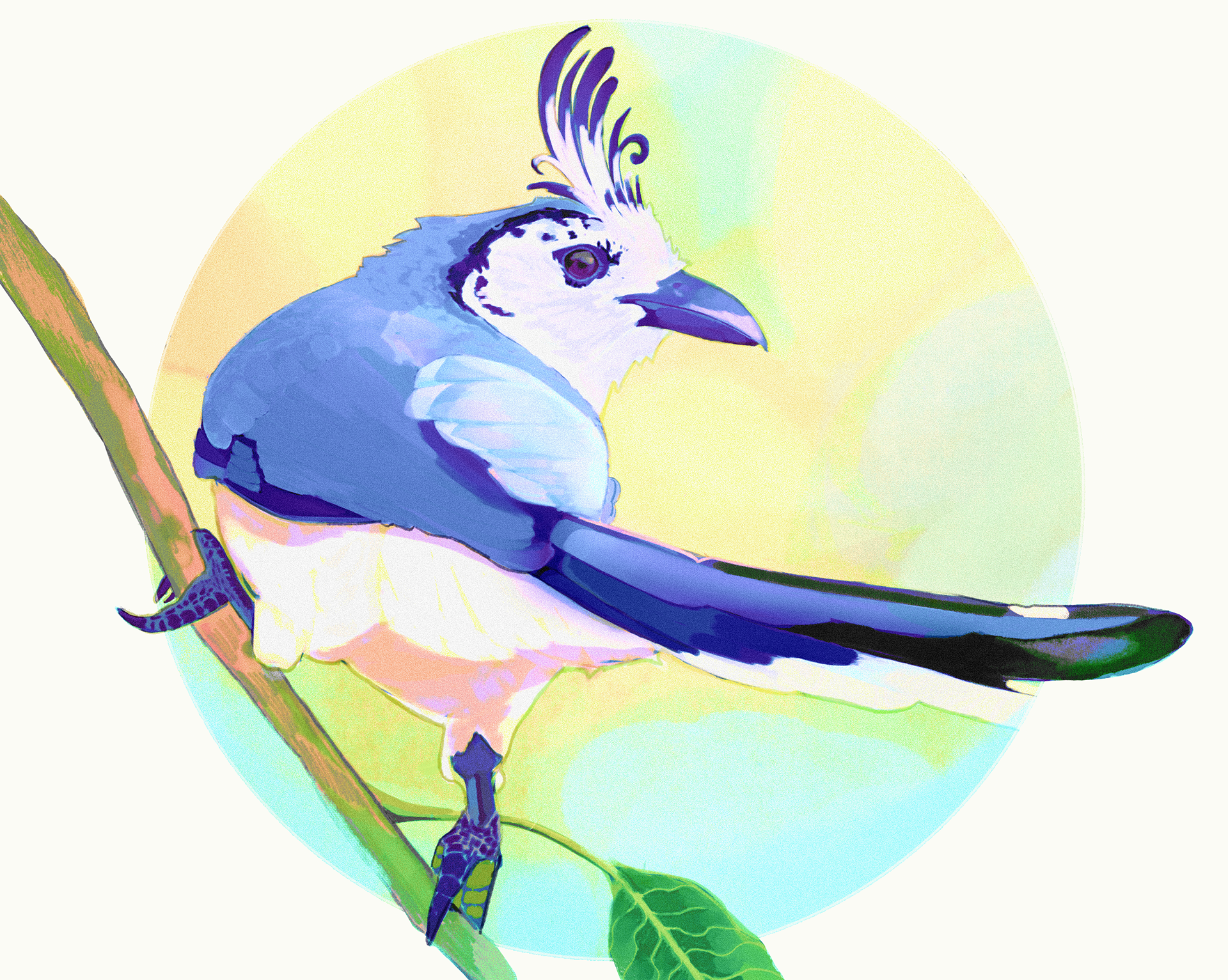 Magpie Jay