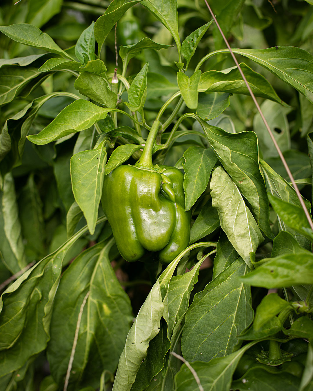 Reportage chez le maraicher Au jardin des Oules