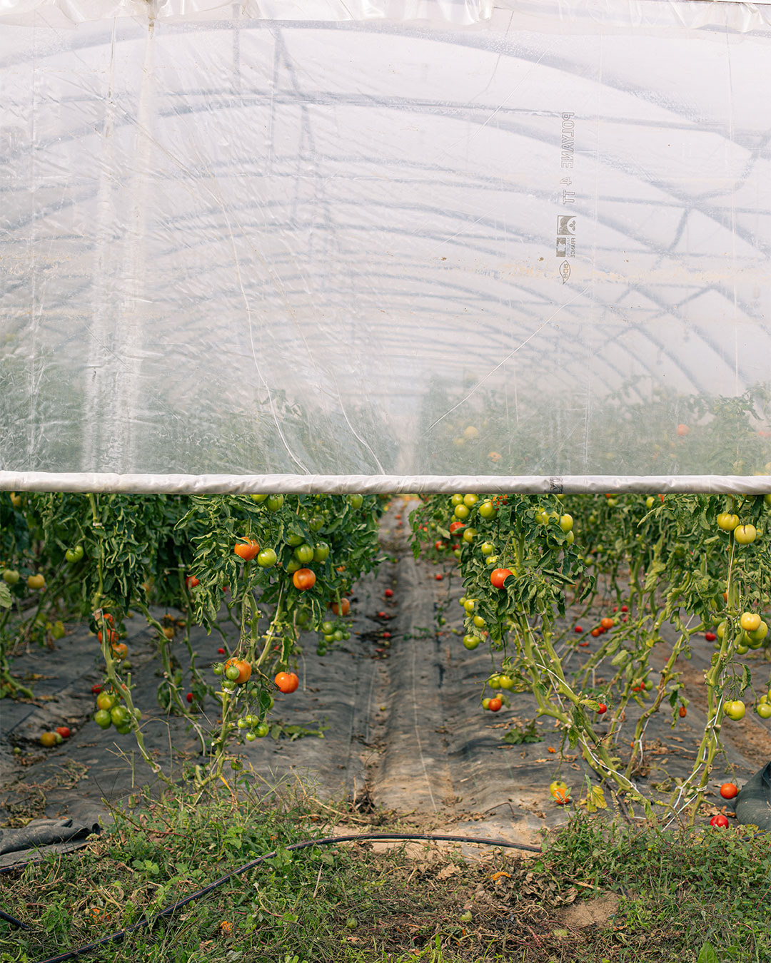Reportage chez le maraicher Au jardin des Oules