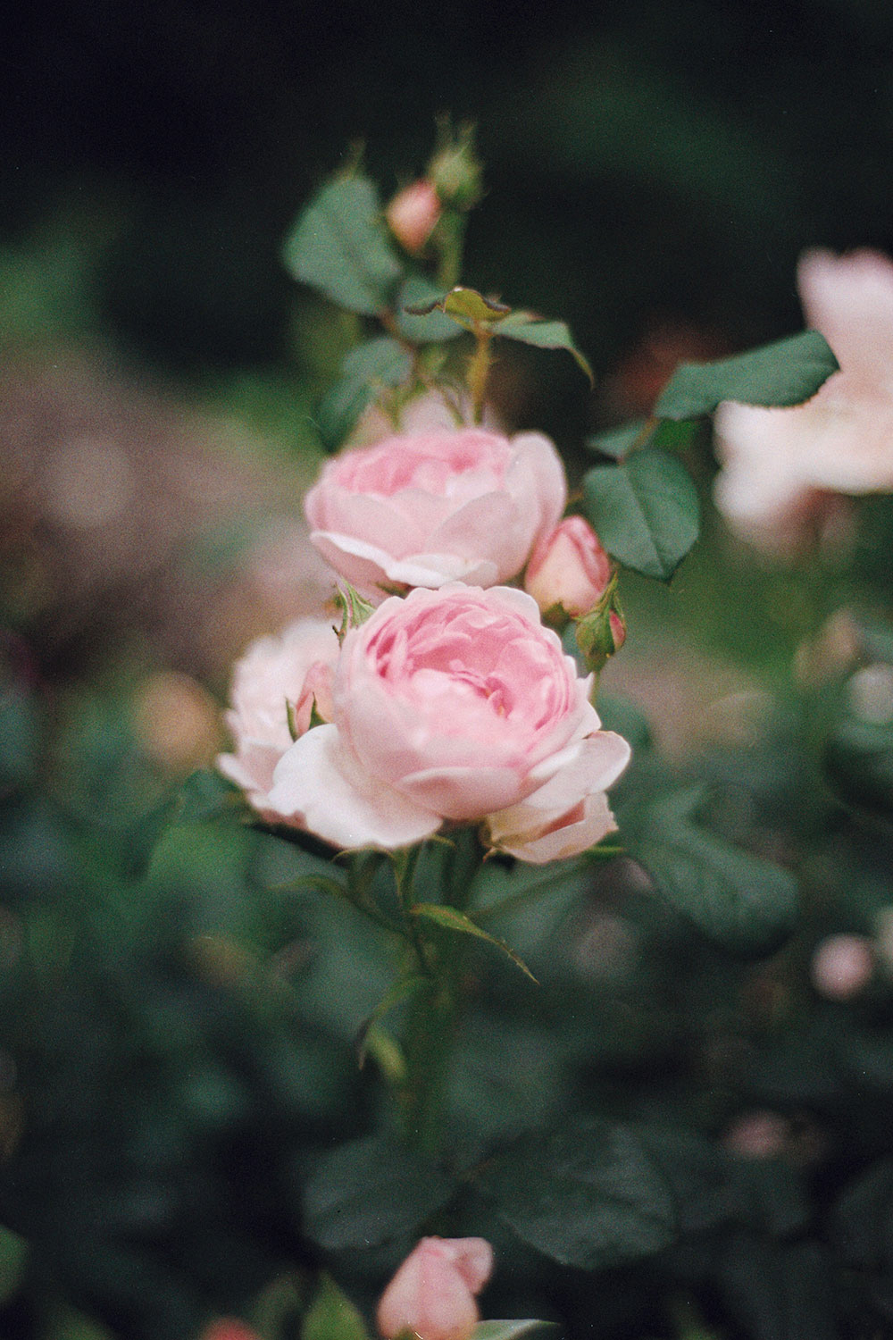 Reportage en argentique