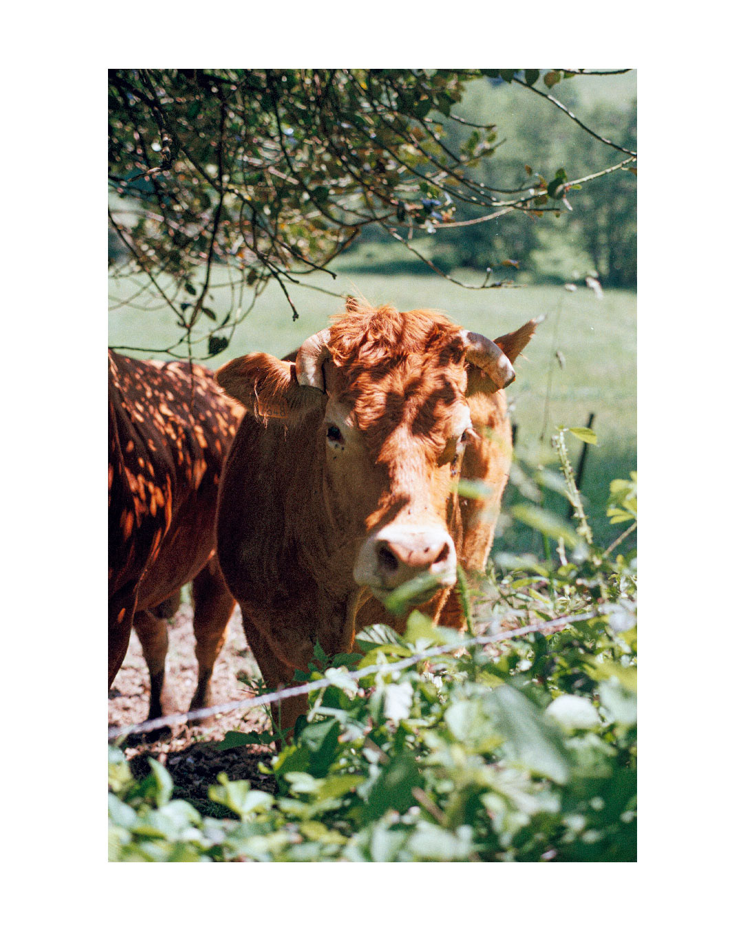 Reportage en argentique