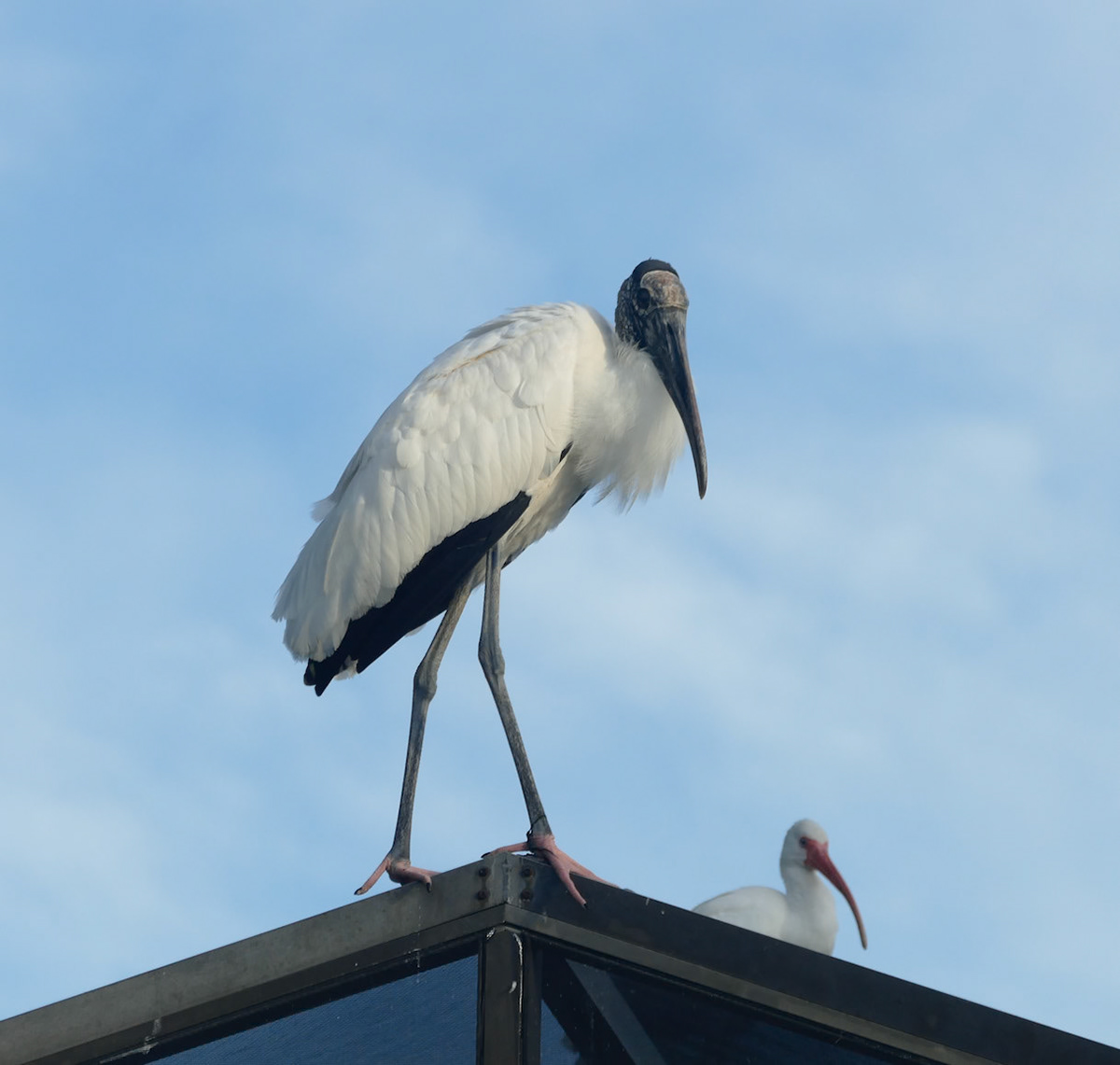 Top Stork