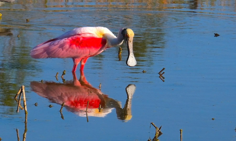 Mirror Mirror