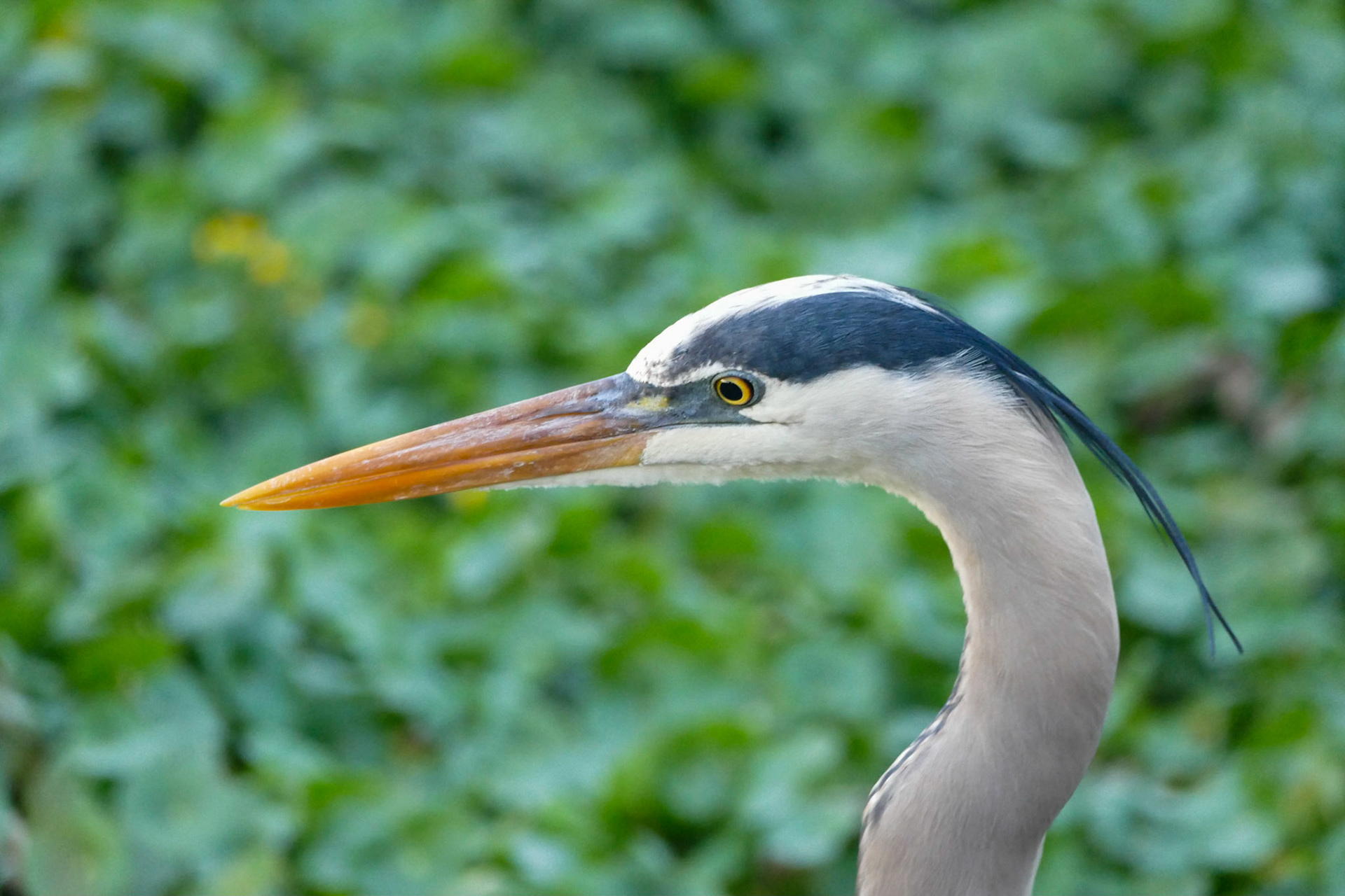 Heron On It