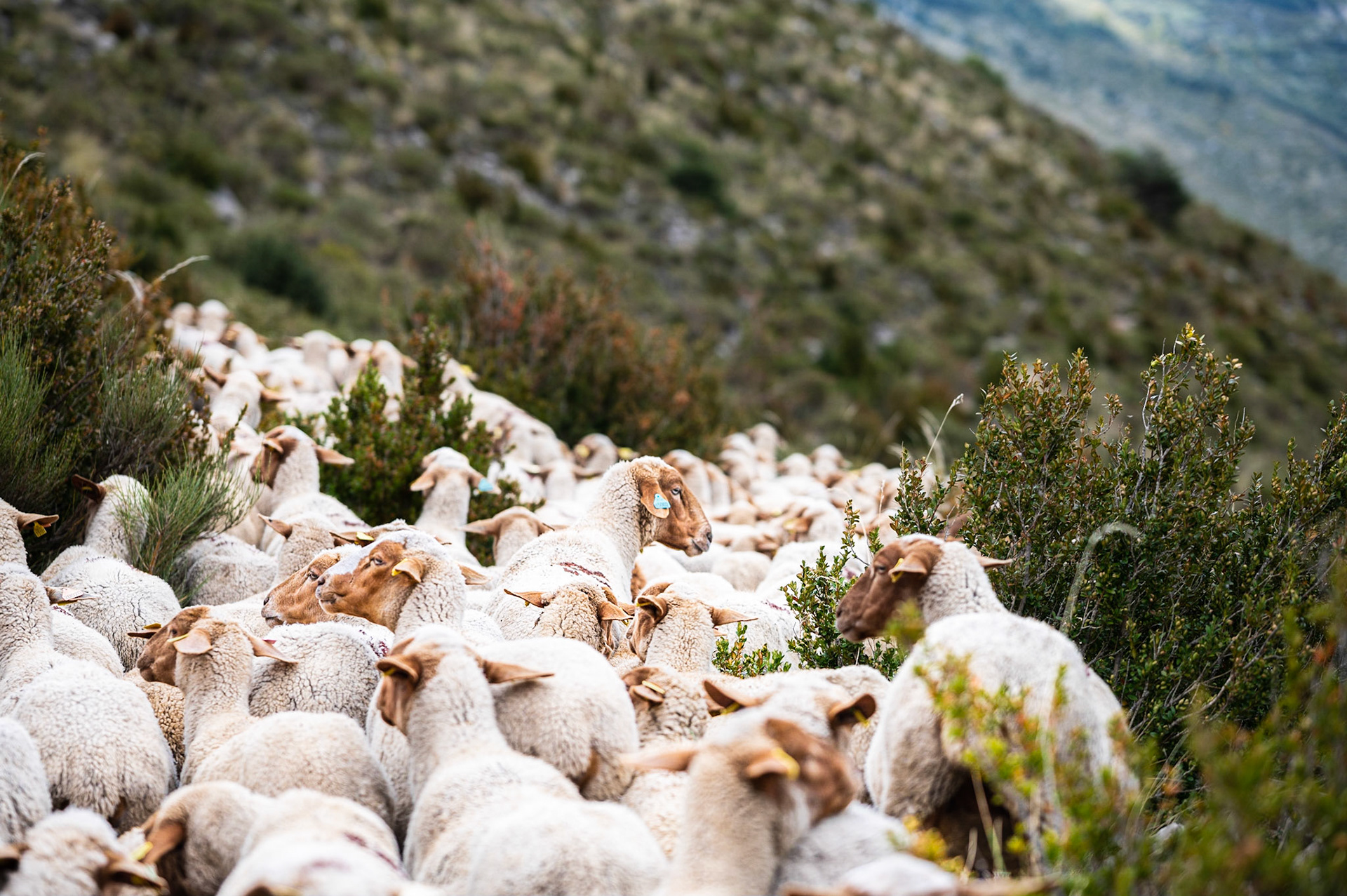Transhumance 927