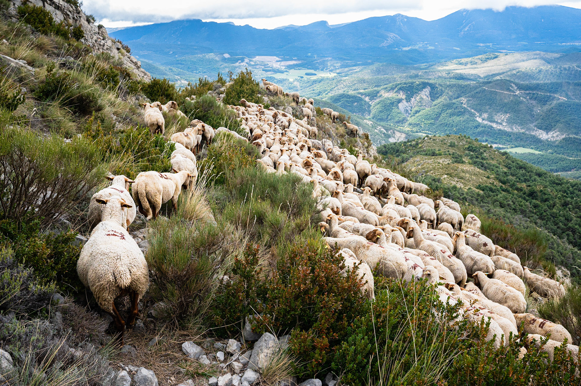 Transhumance 898