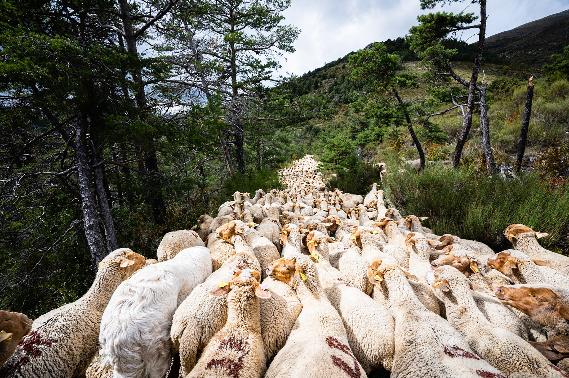 Transhumance 1092