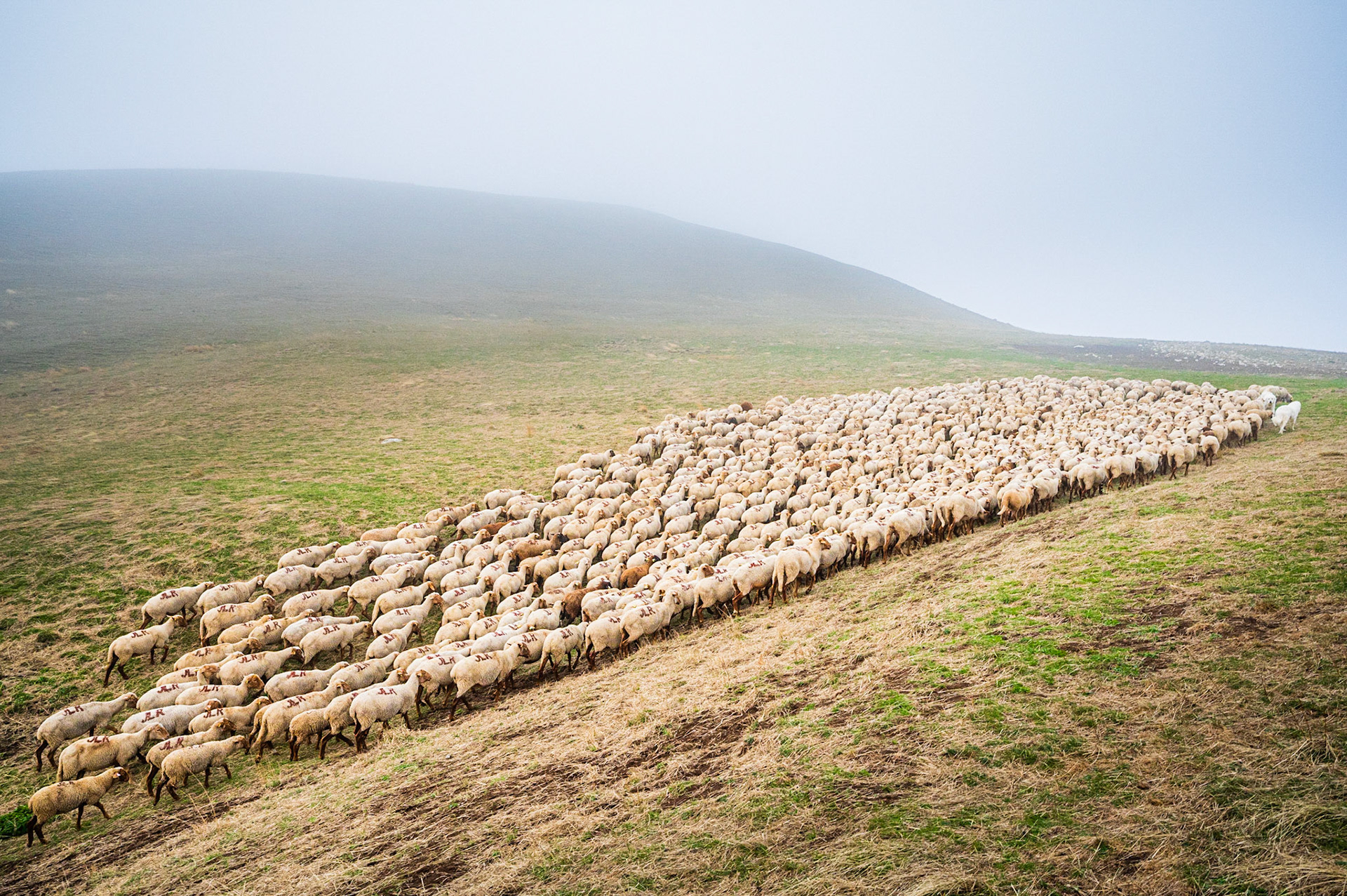 Transhumance 243