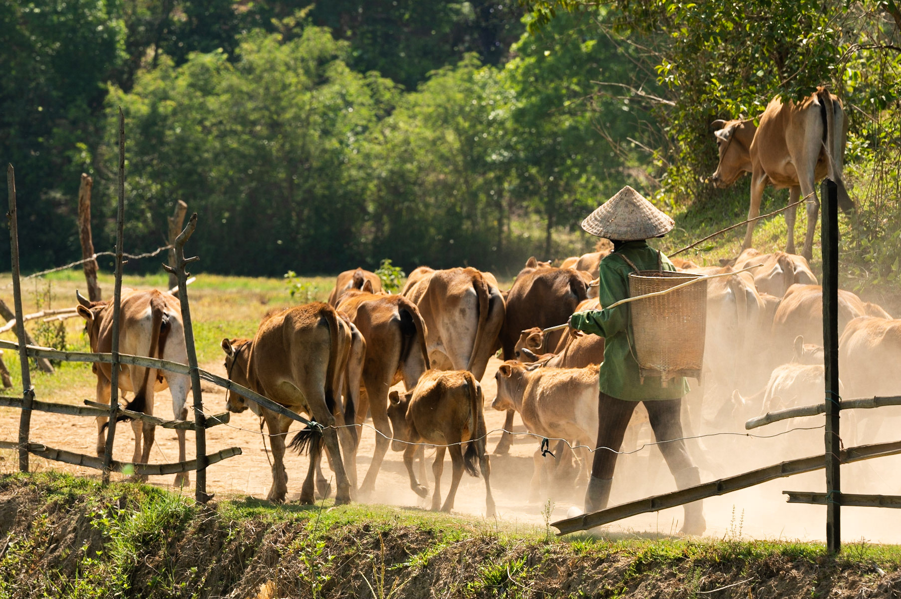 Cow herder in Dak Lak / 02-05-21-583