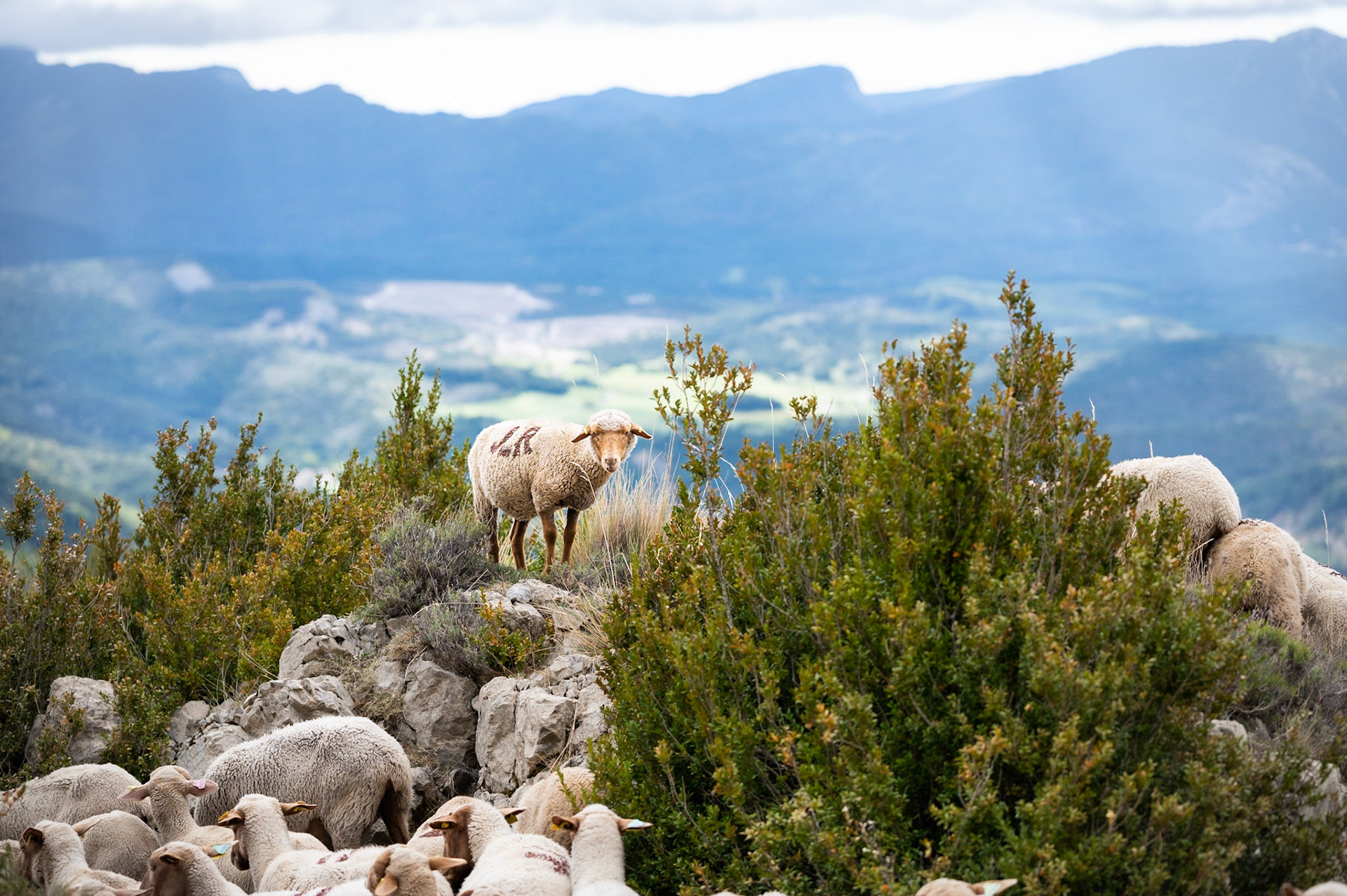 Transhumance 913