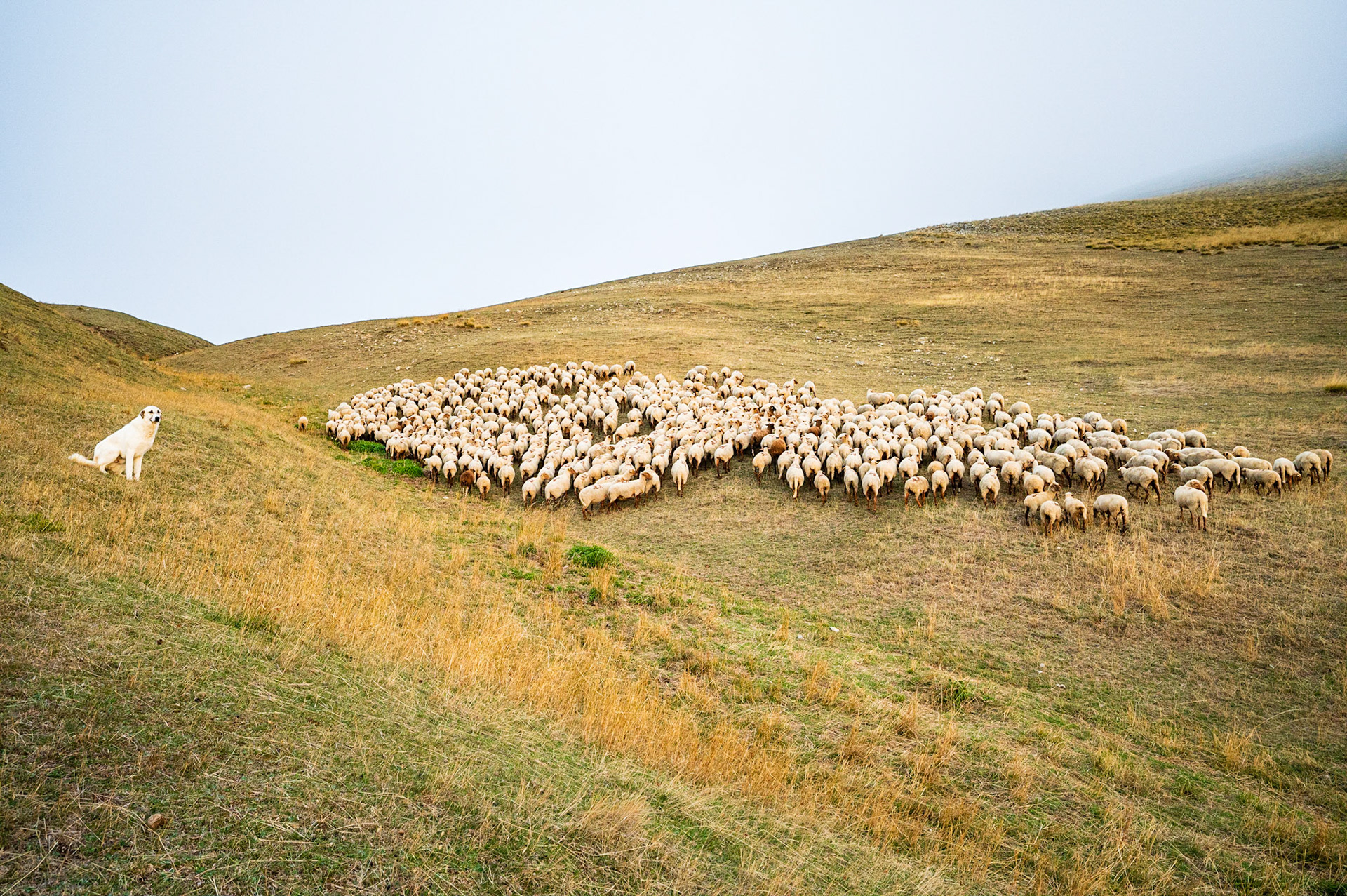 Transhumance 57