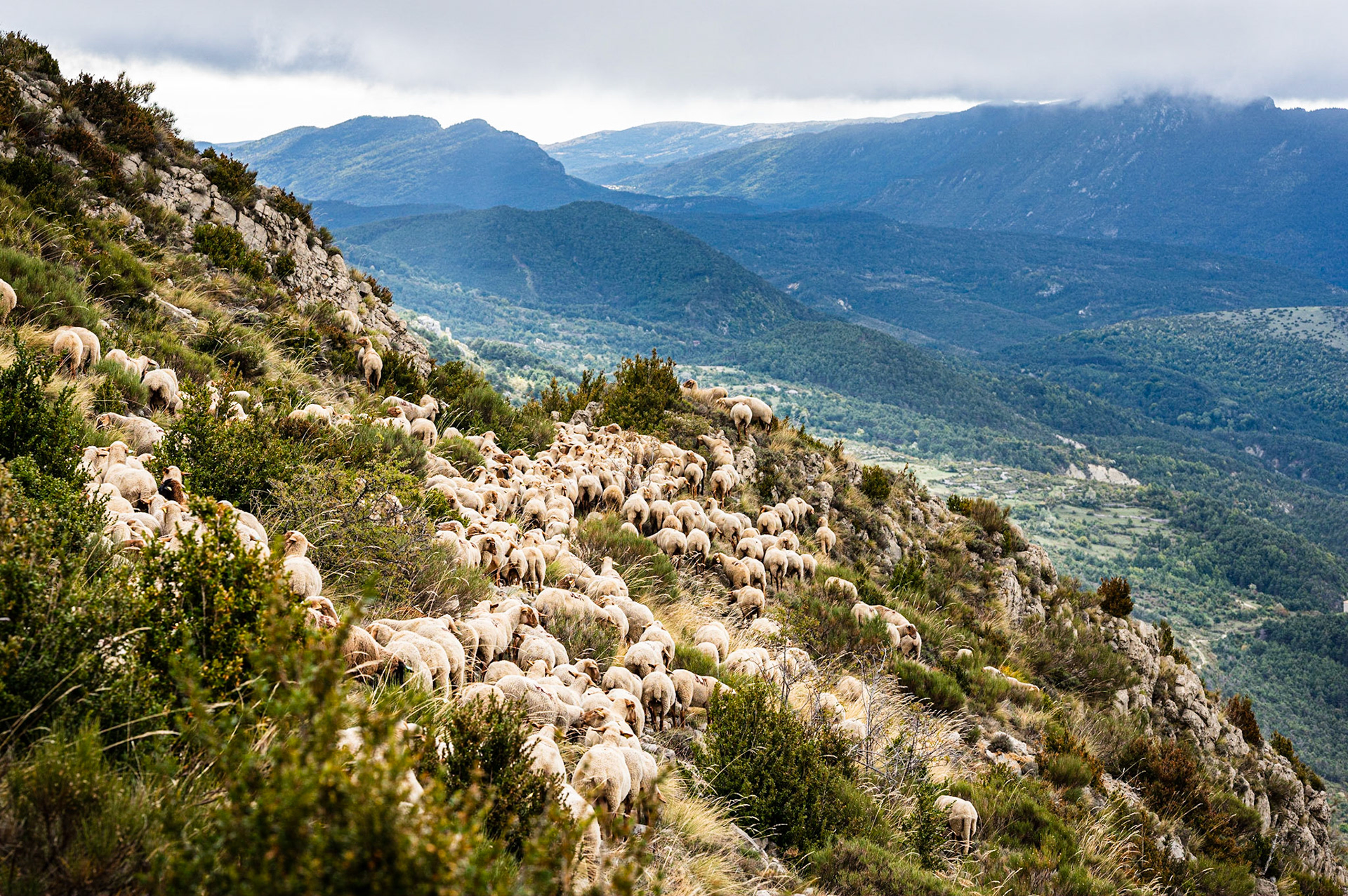 Transhumance 836