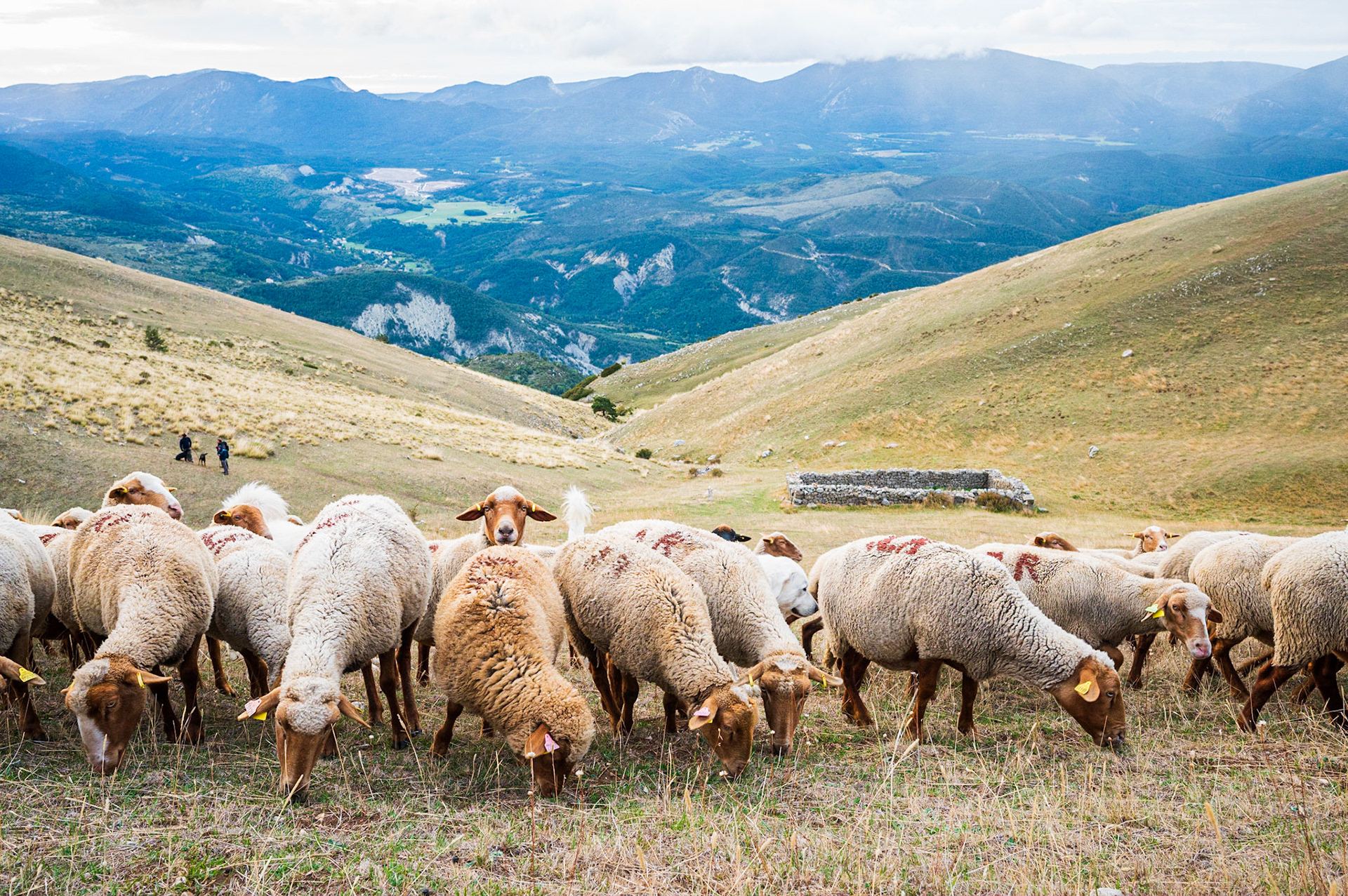 Transhumance 151
