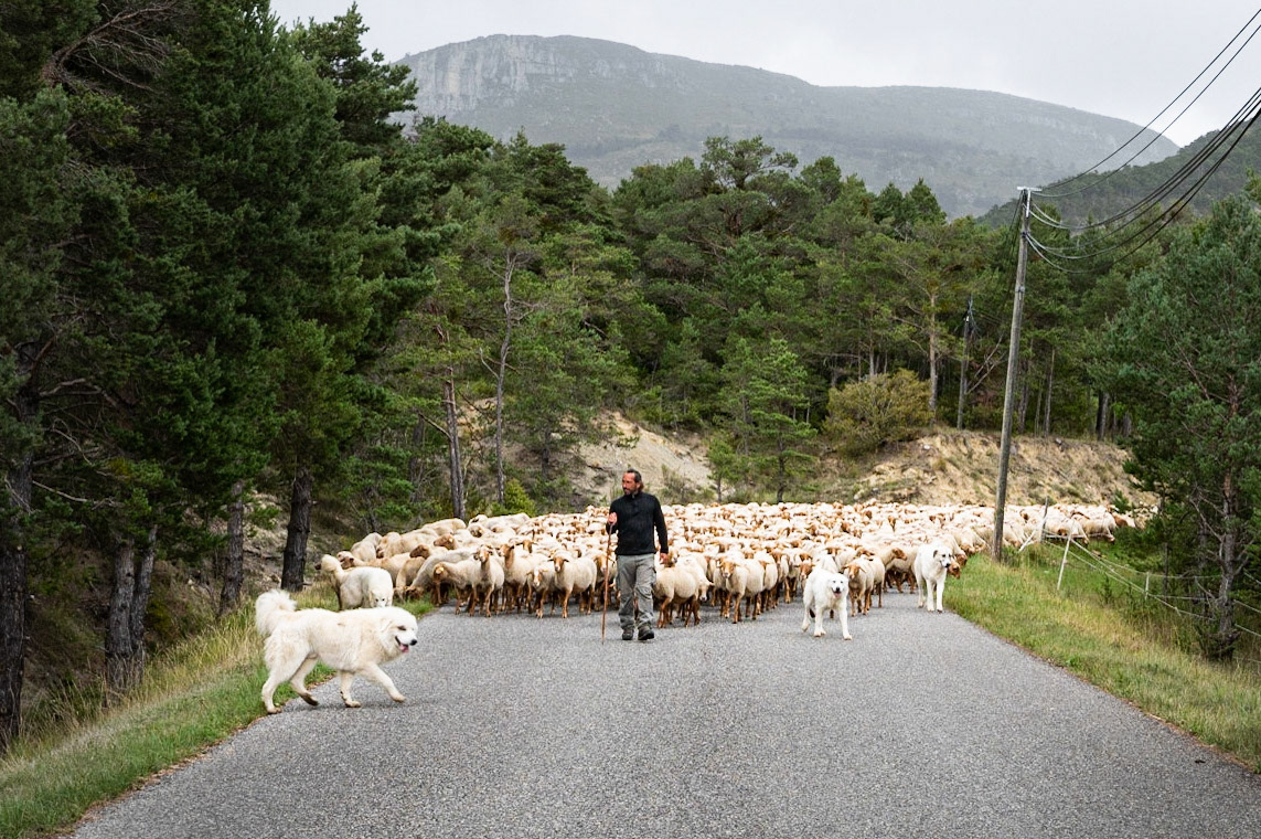 Transhumance 1102