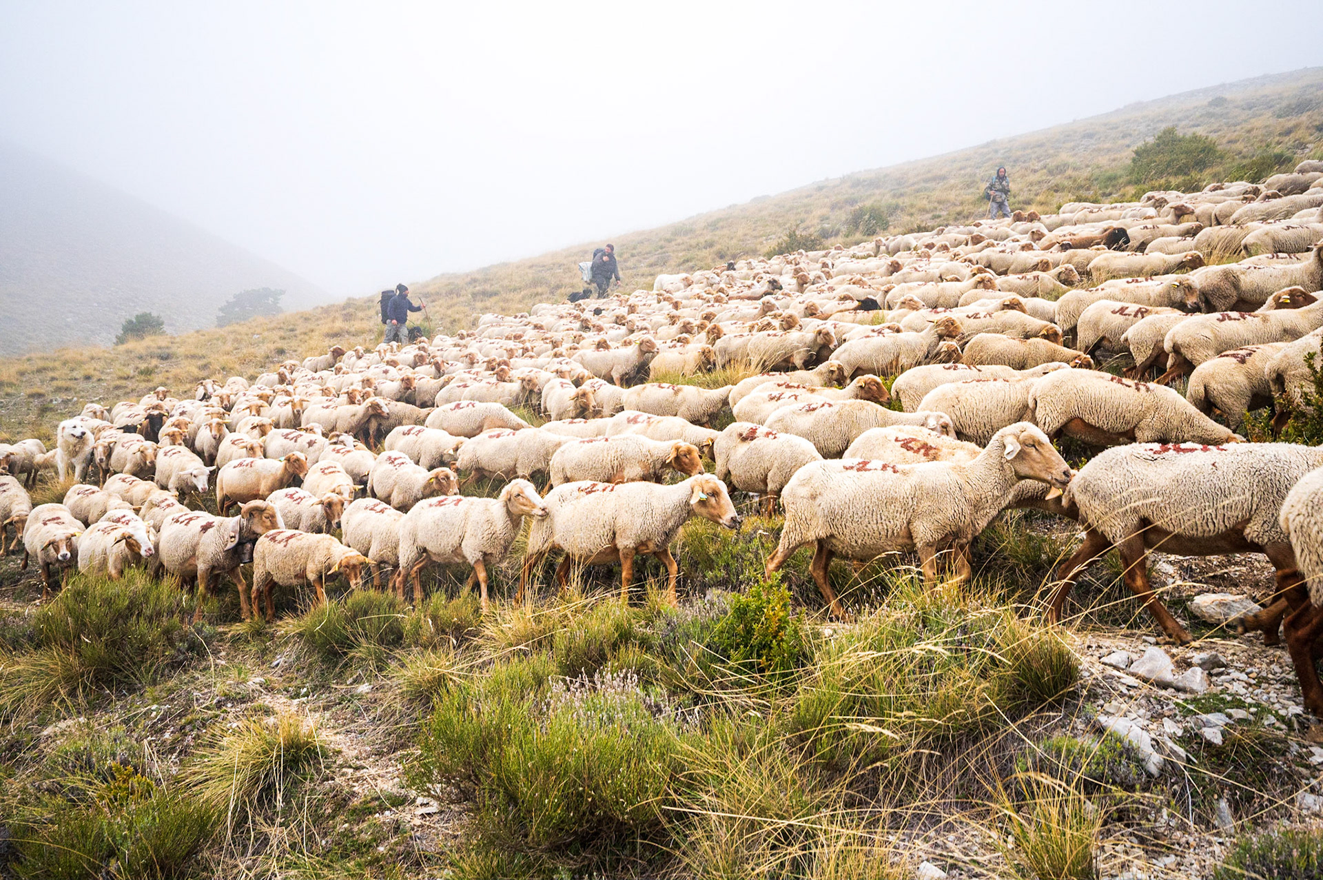 Transhumance 556