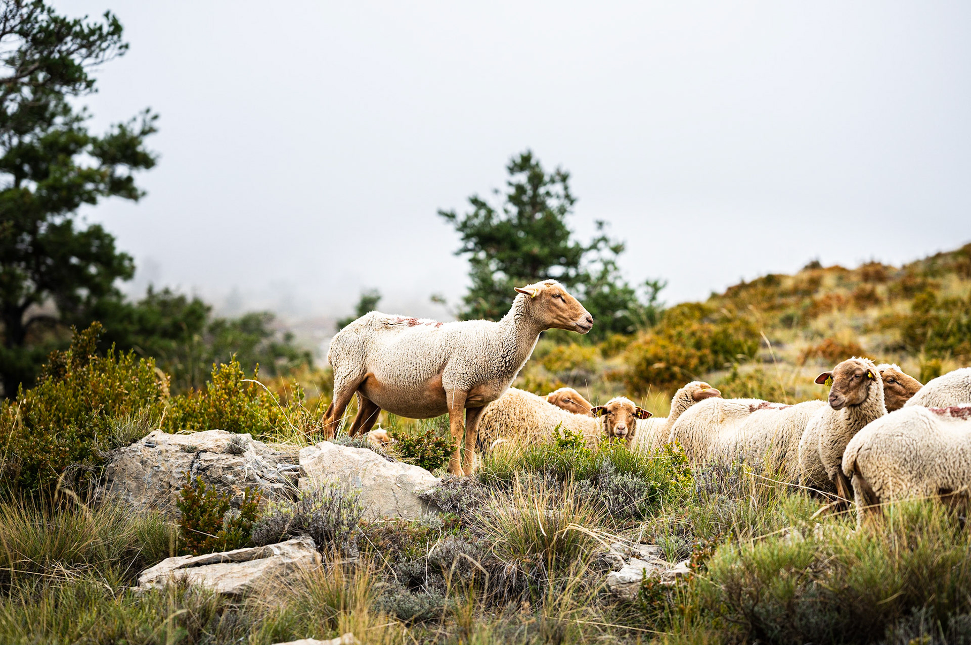 Transhumance 779