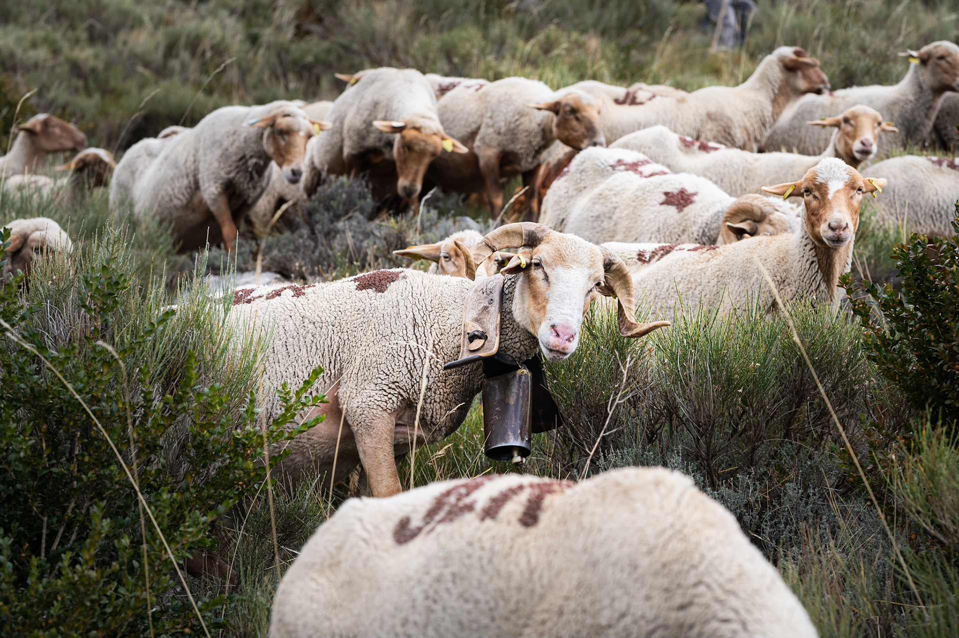 Transhumance 966