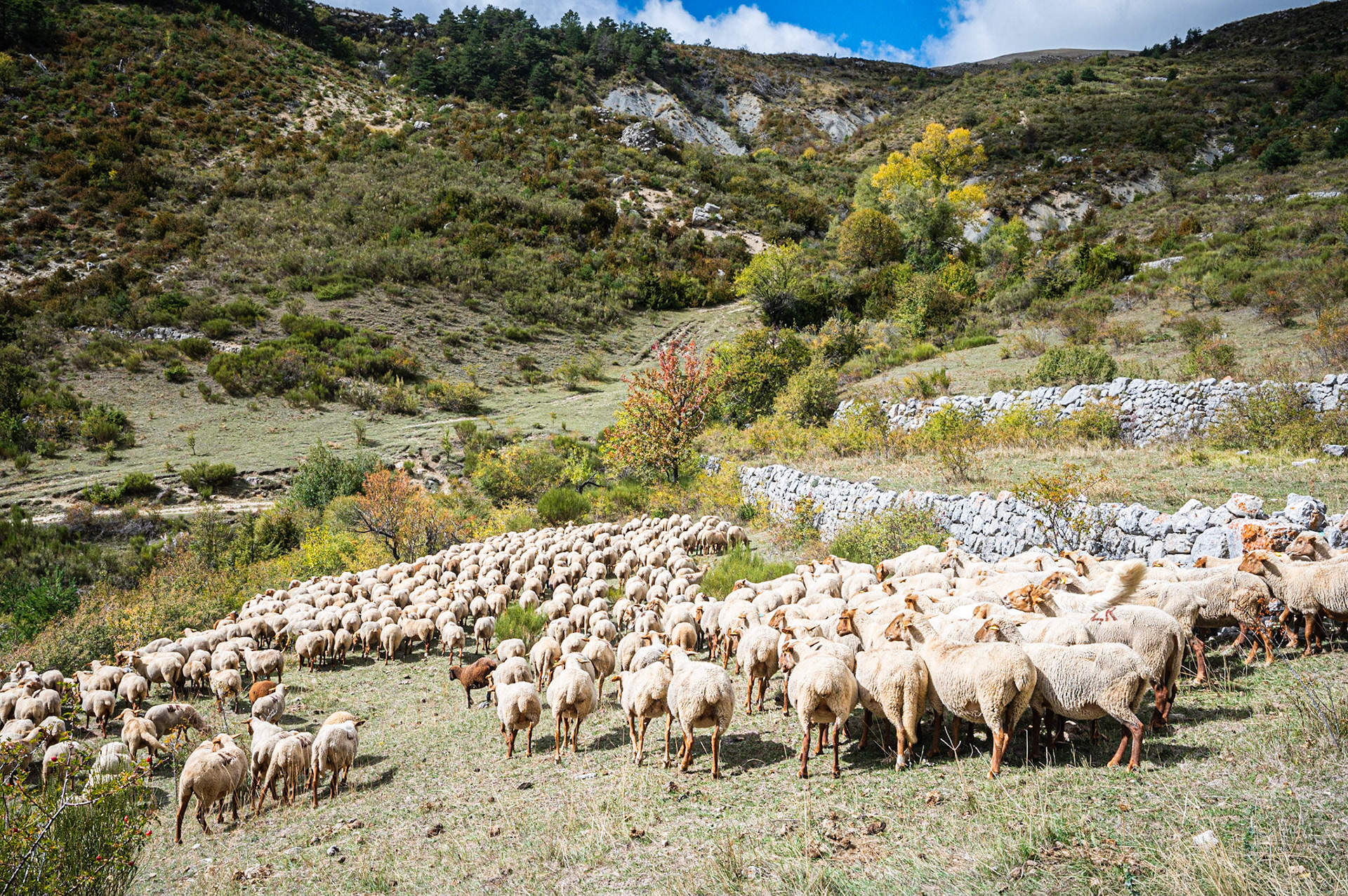 Transhumance 1020