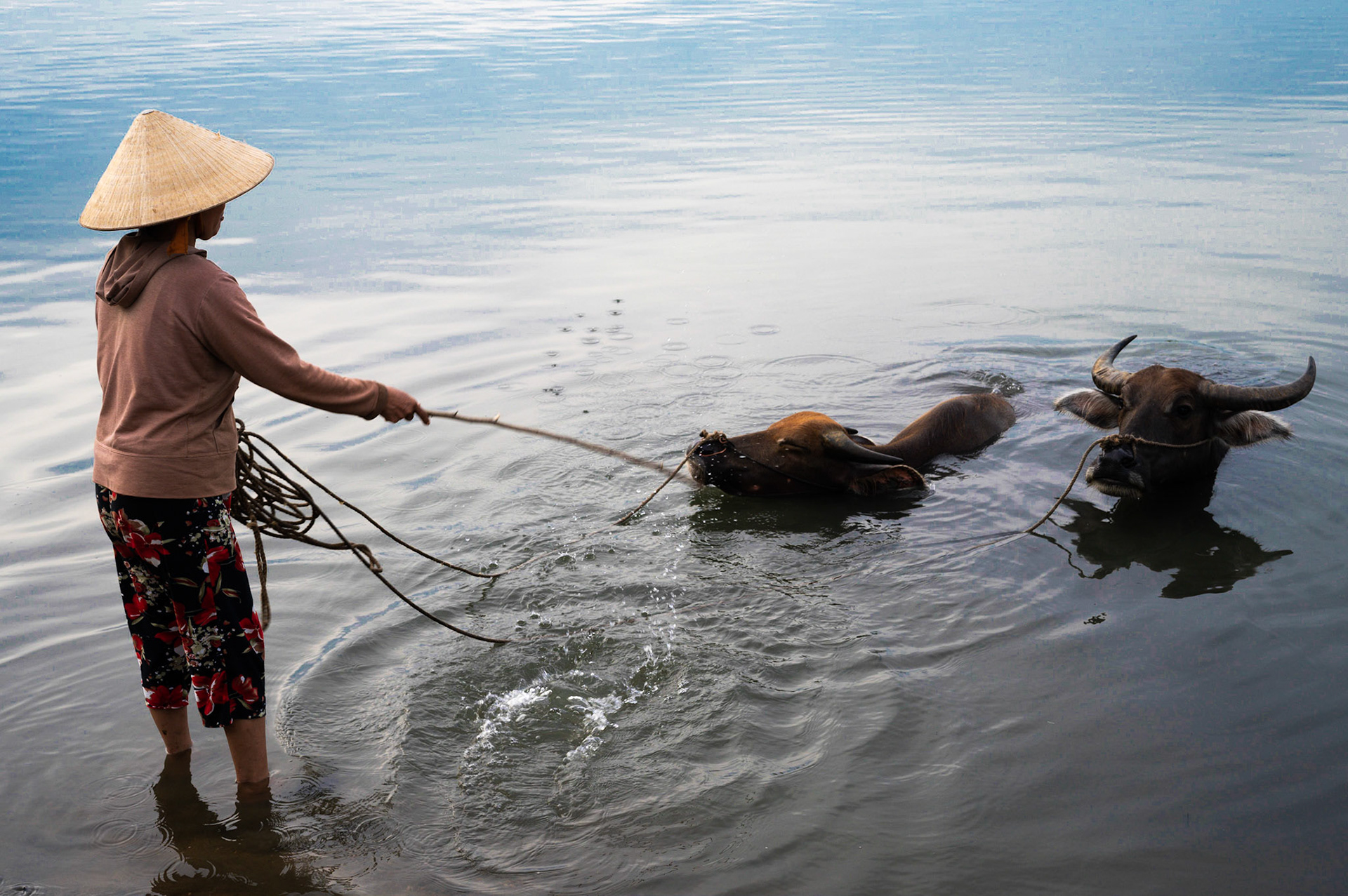 Buffalo bathing in Hoi An / 05-06-2020-368
