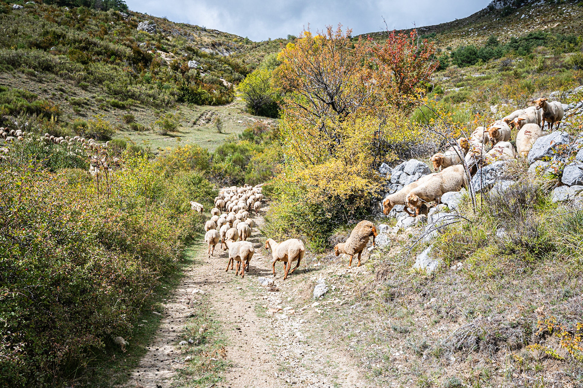 Transhumance 1033