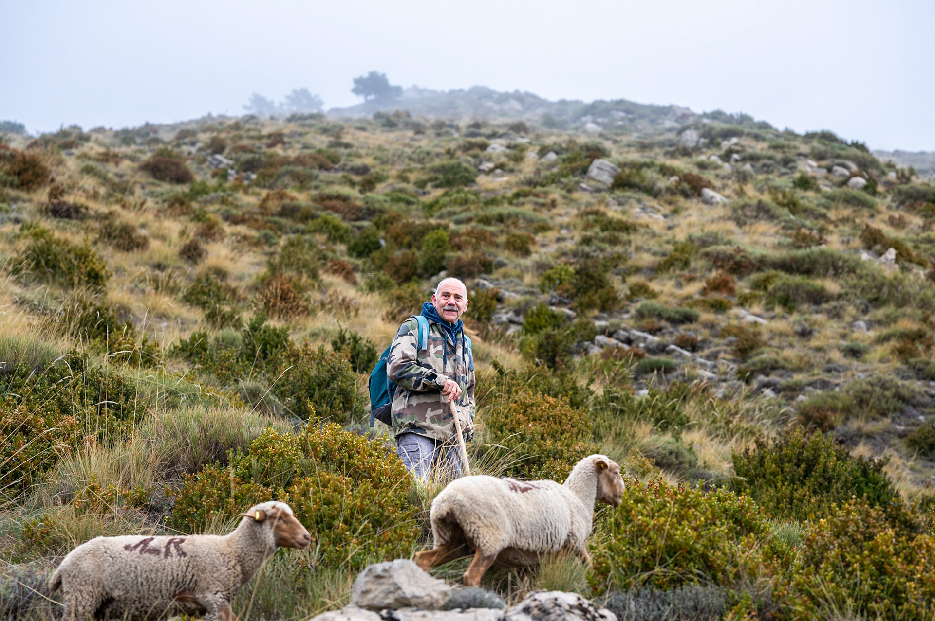 Transhumance 794