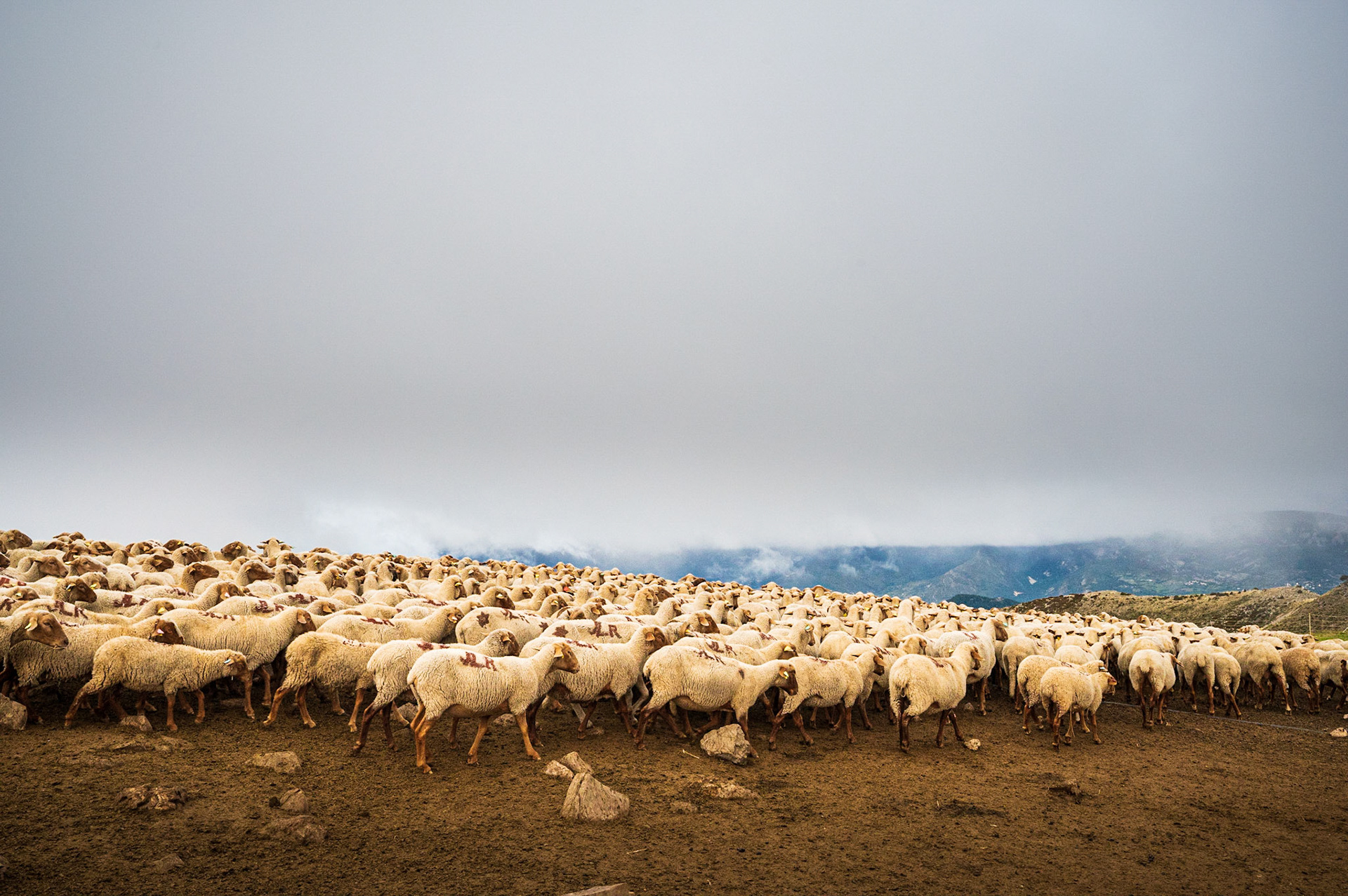 Transhumance 255