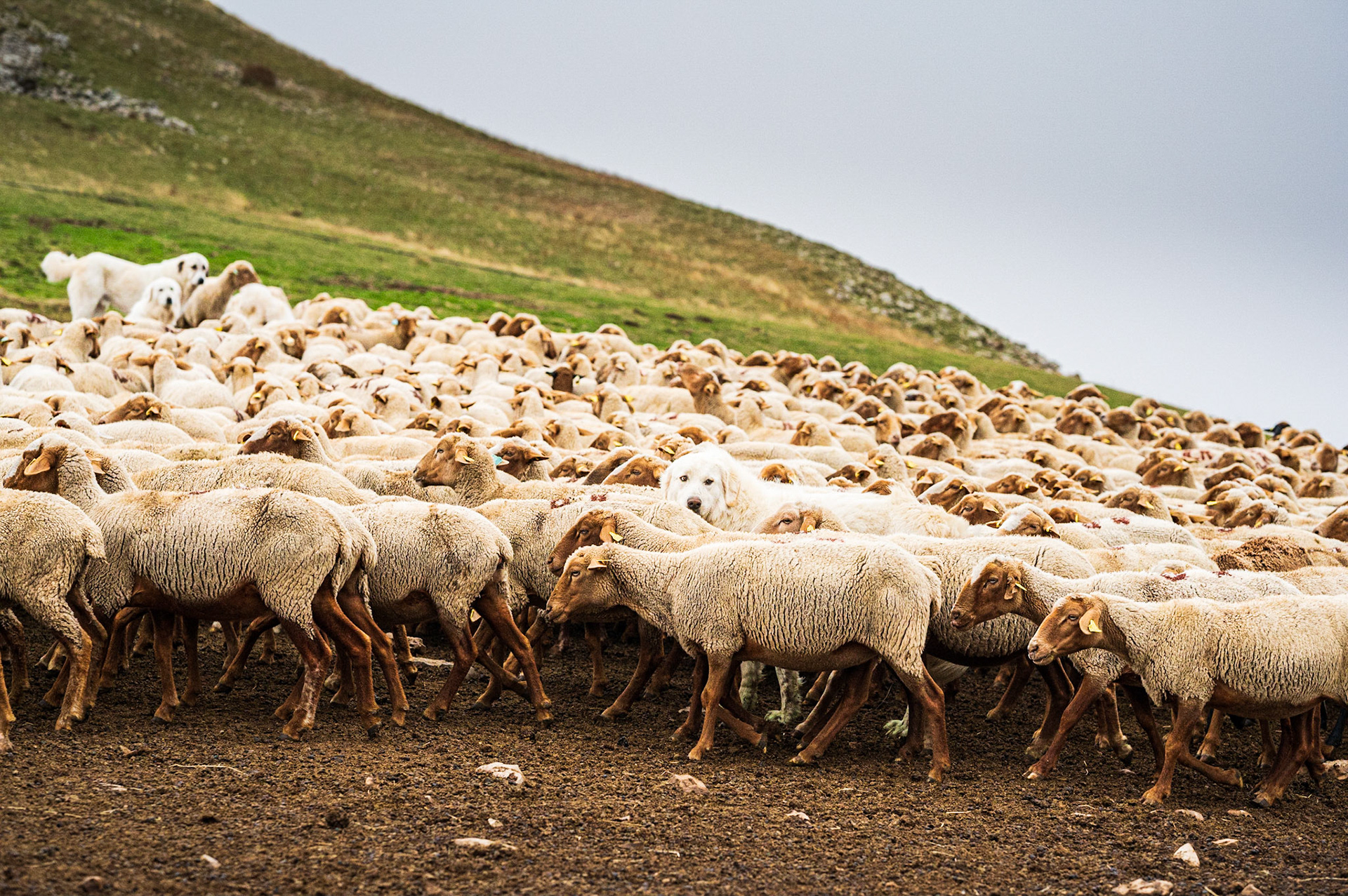 Transhumance 306