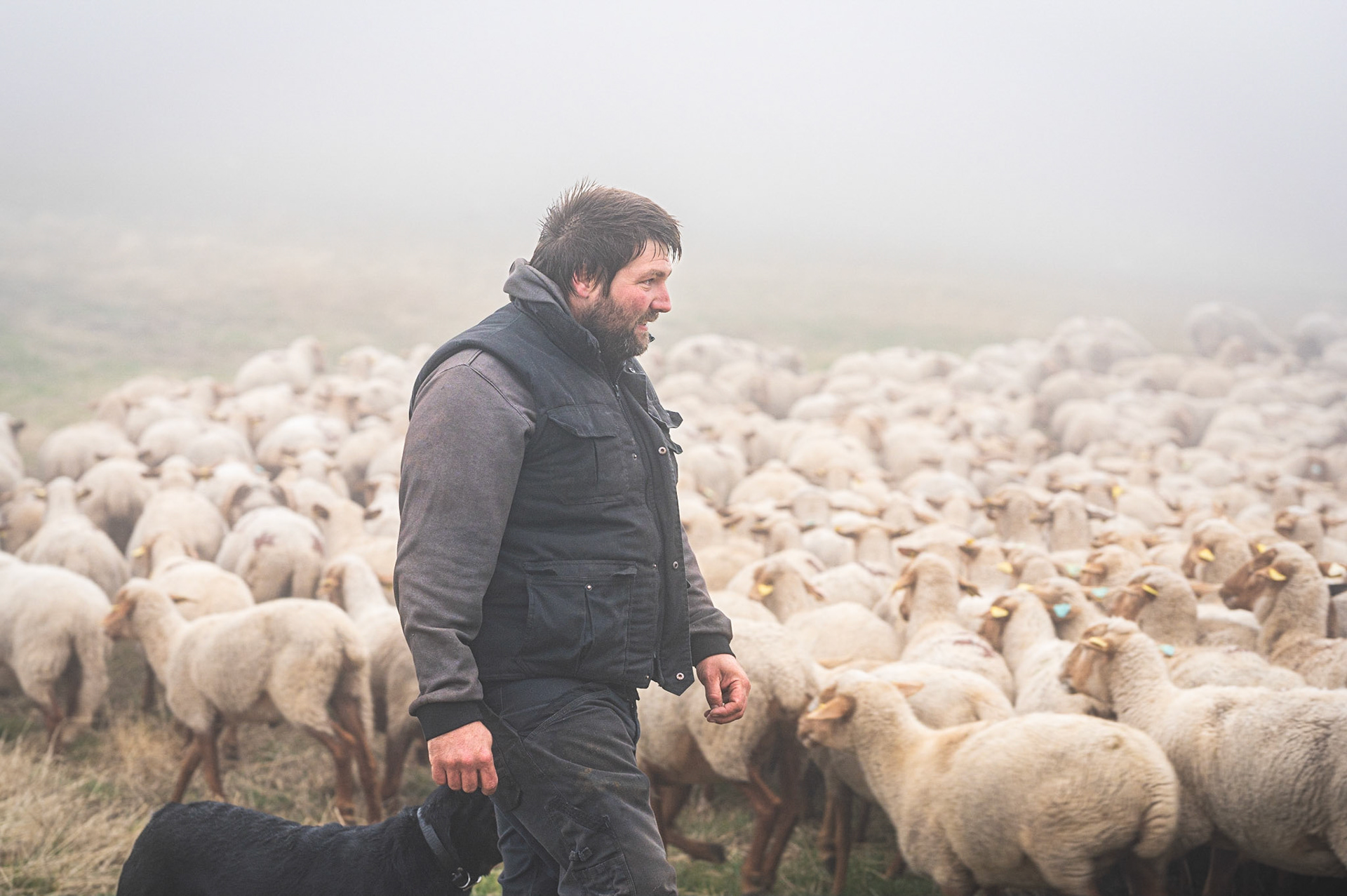 Transhumance 461