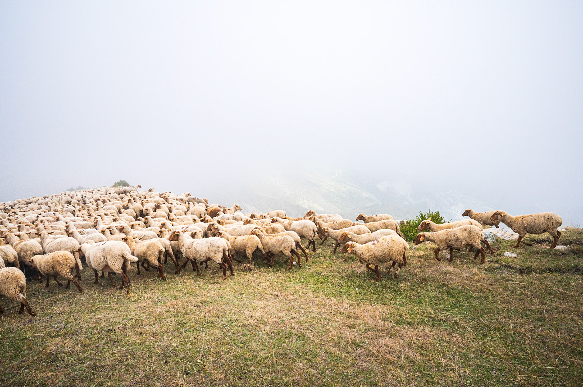 Transhumance 530