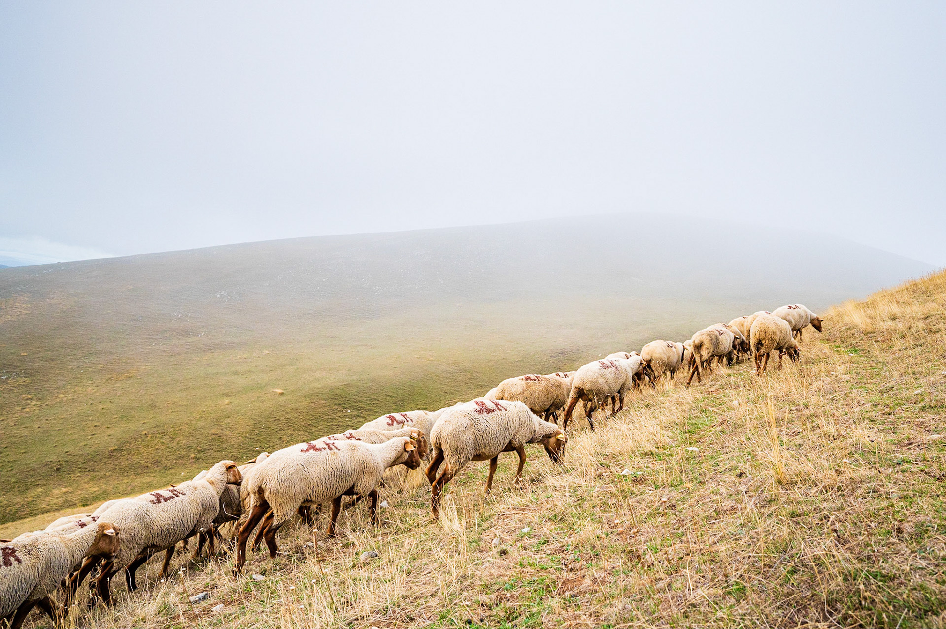 Transhumance 166