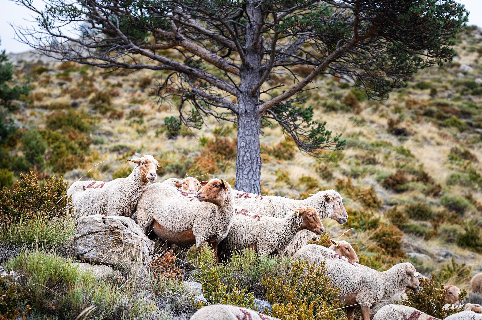 Transhumance 752